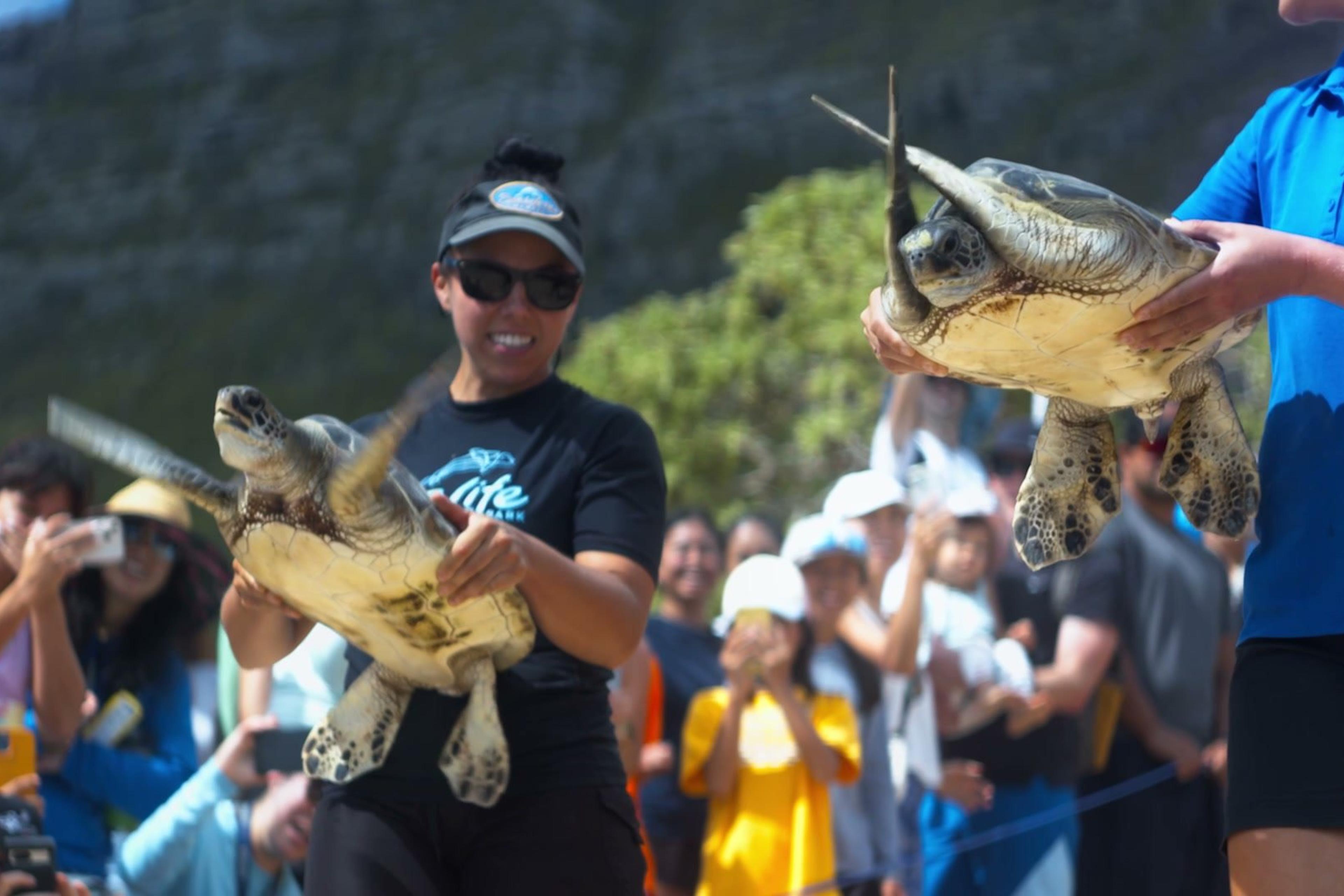 Sea Life Park staff carrying rehabilitated green sea turtles to the shore for release as the community looks on