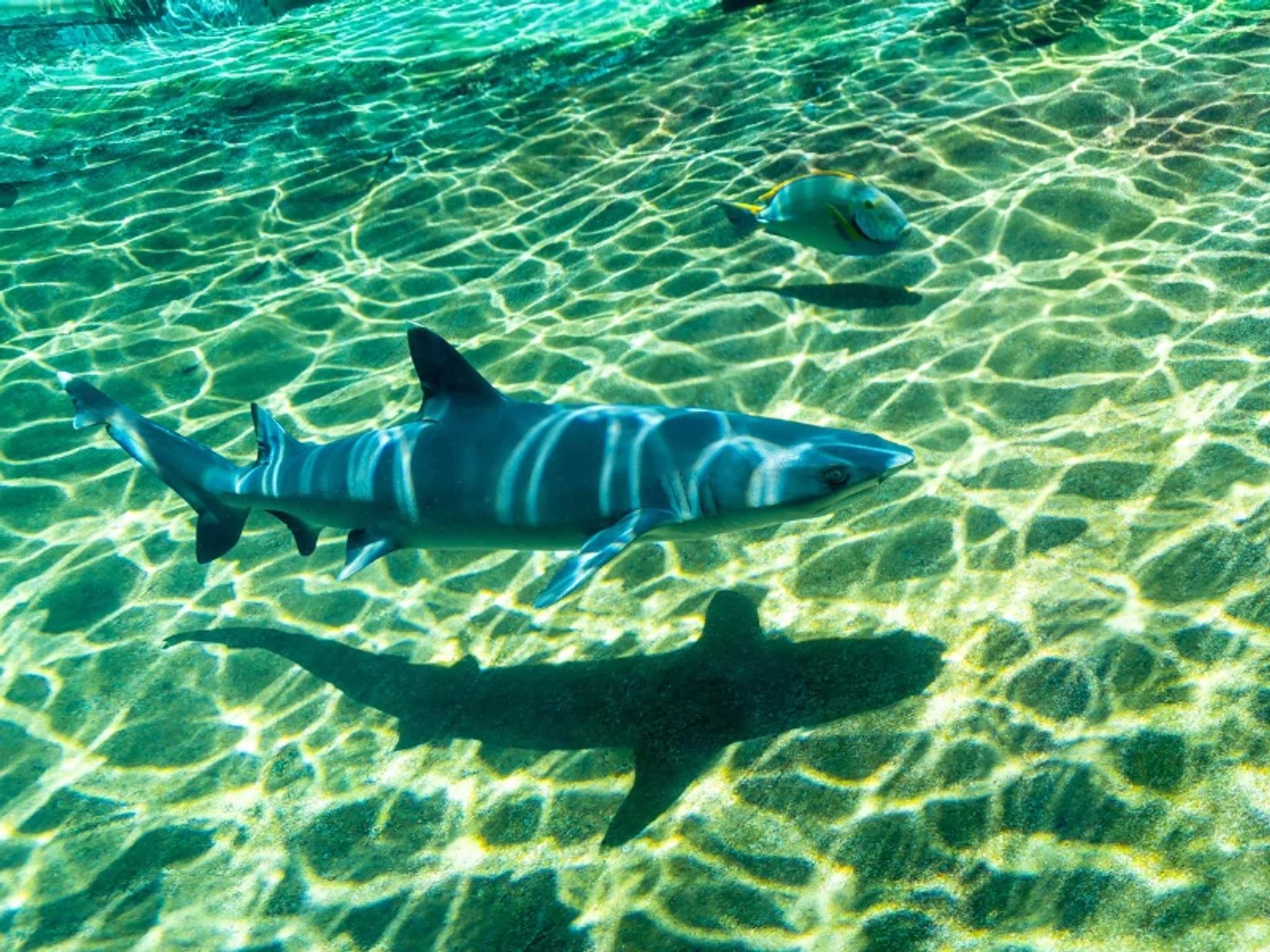 Shark Snorkel