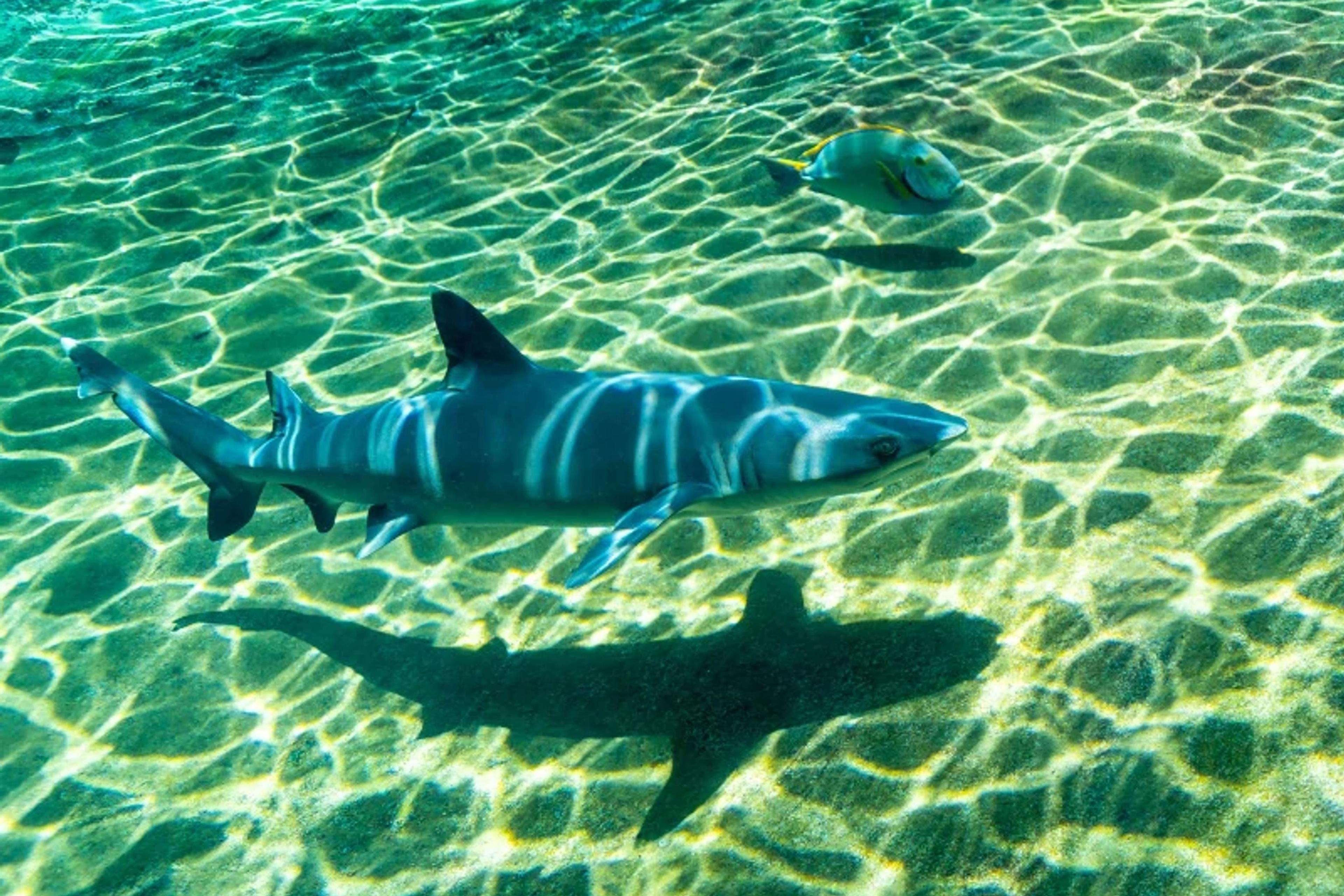 Shark Snorkel