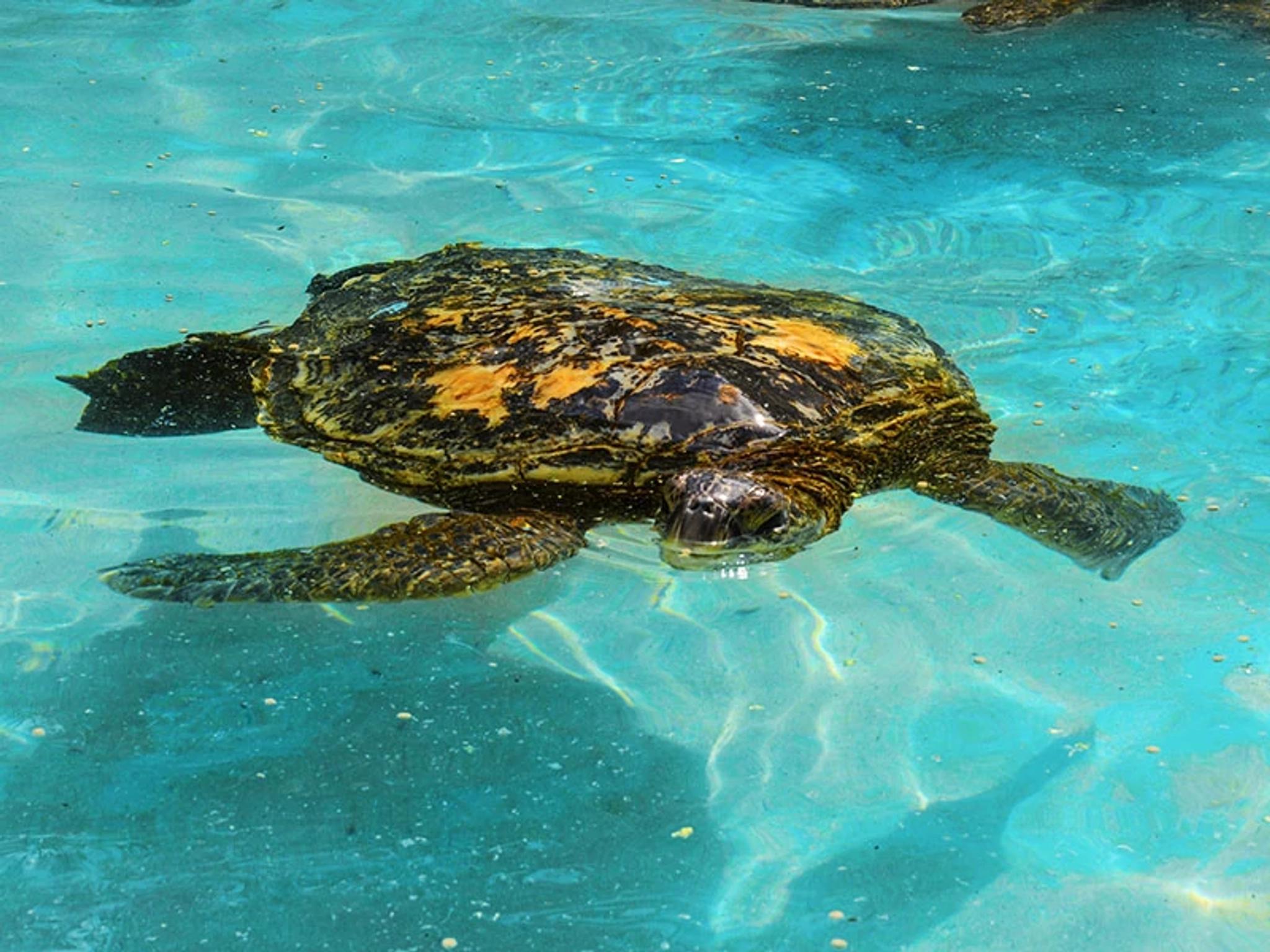 Sea Turtle