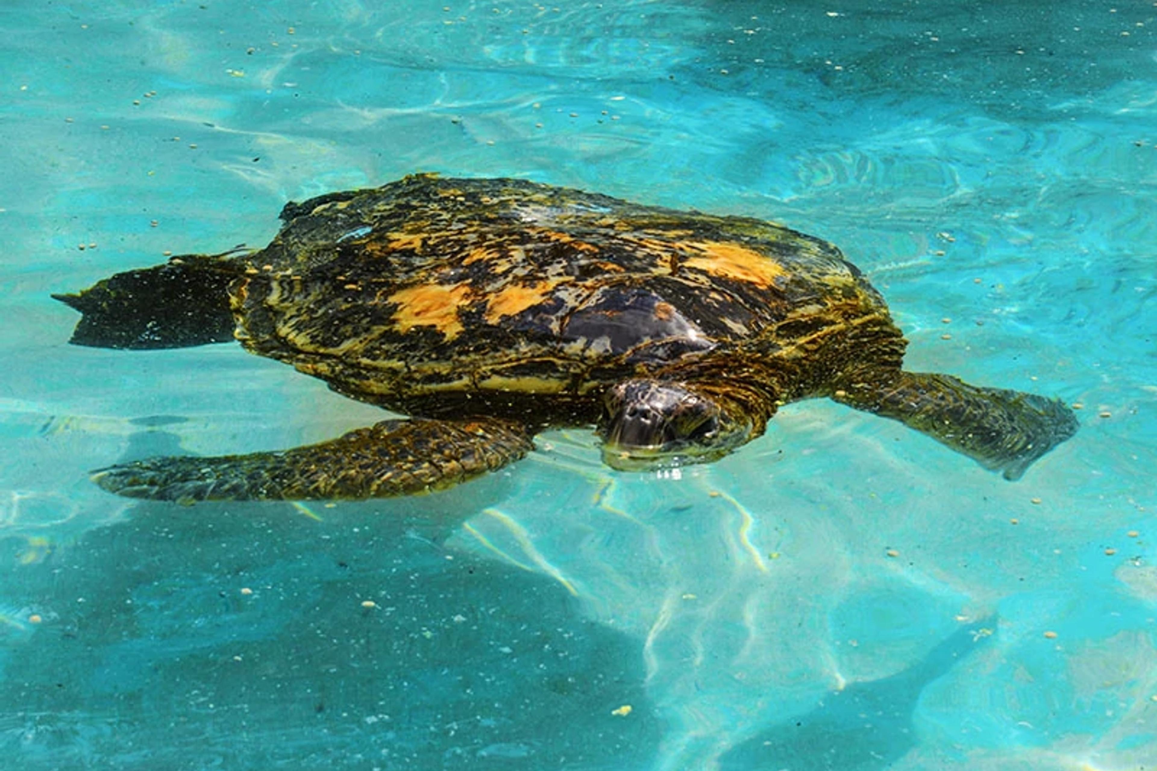 Sea Turtle