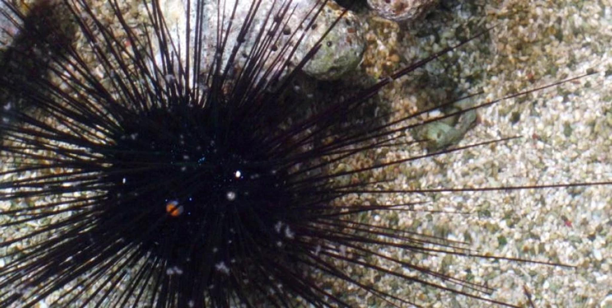 Echinoderm