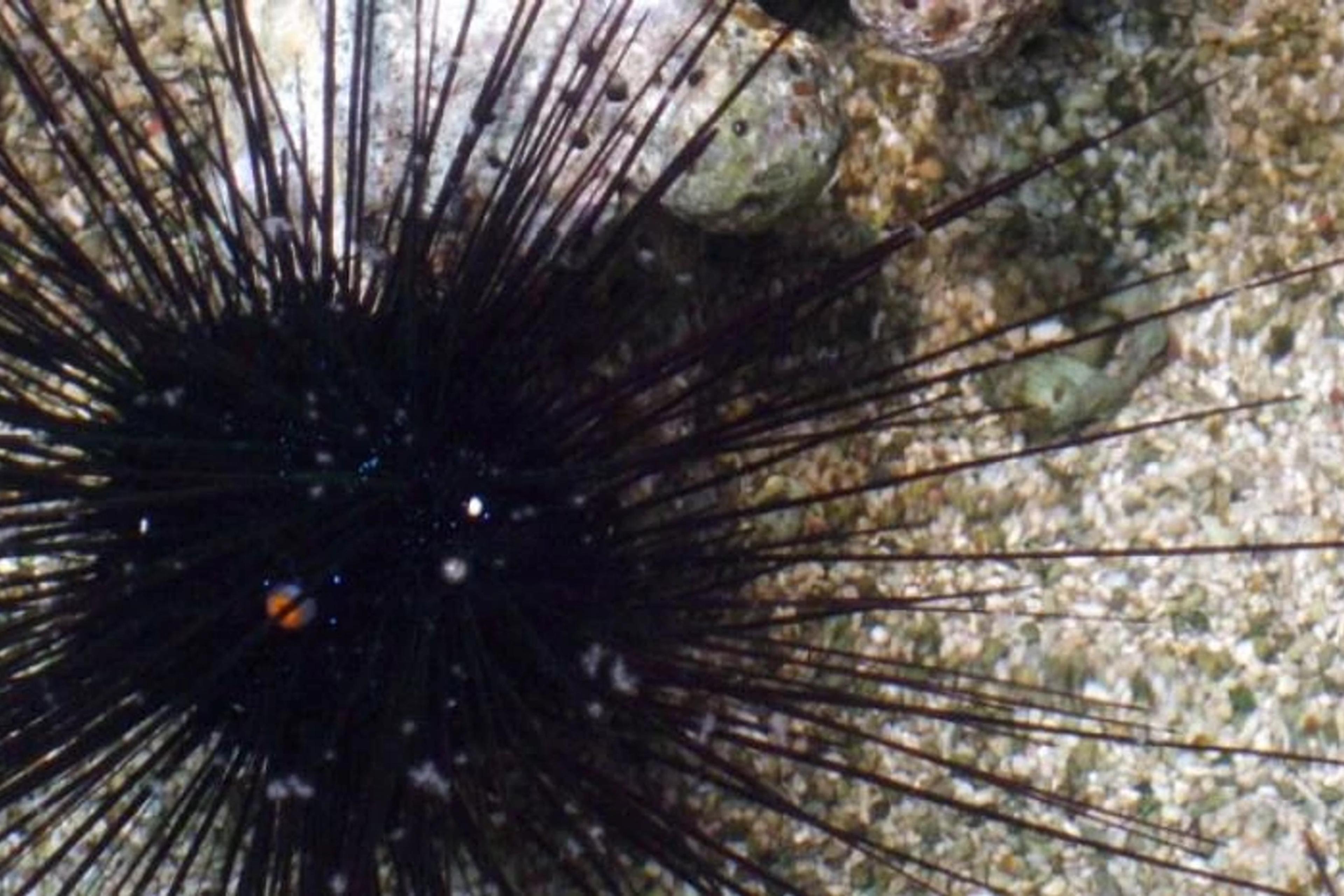 Echinoderm