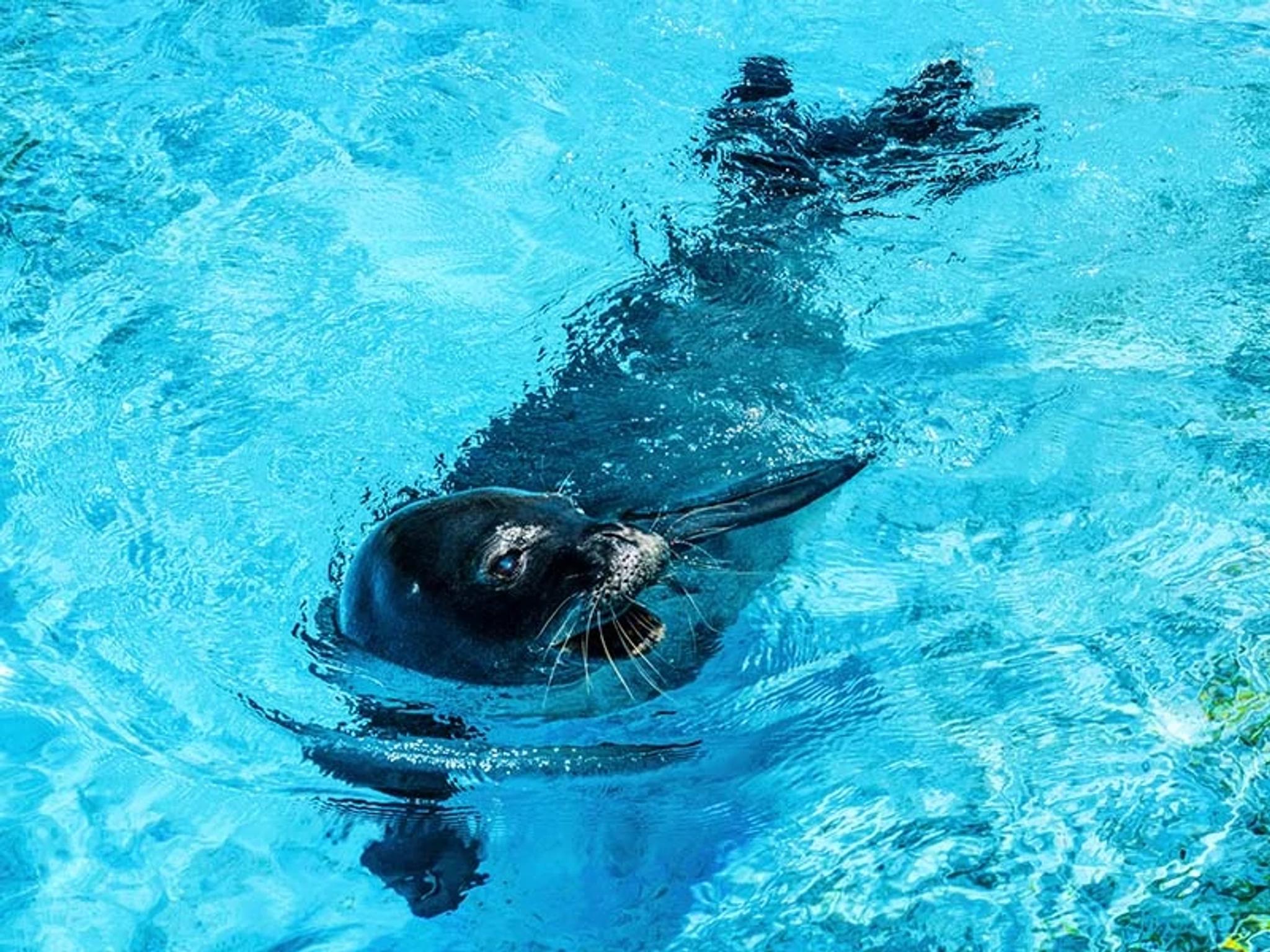 Hawaiian Monk Seal Habitat