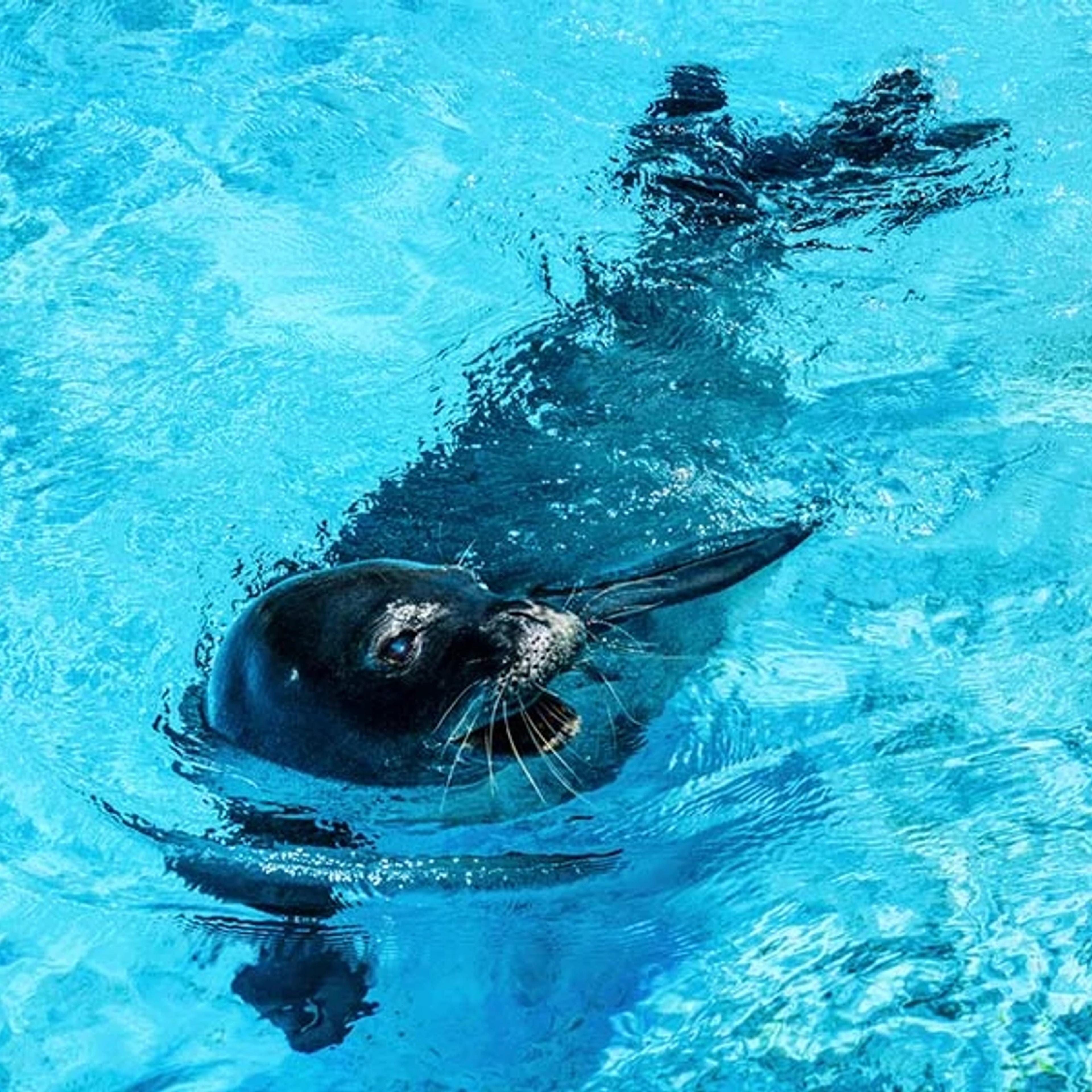 Hawaiian Monk Seals