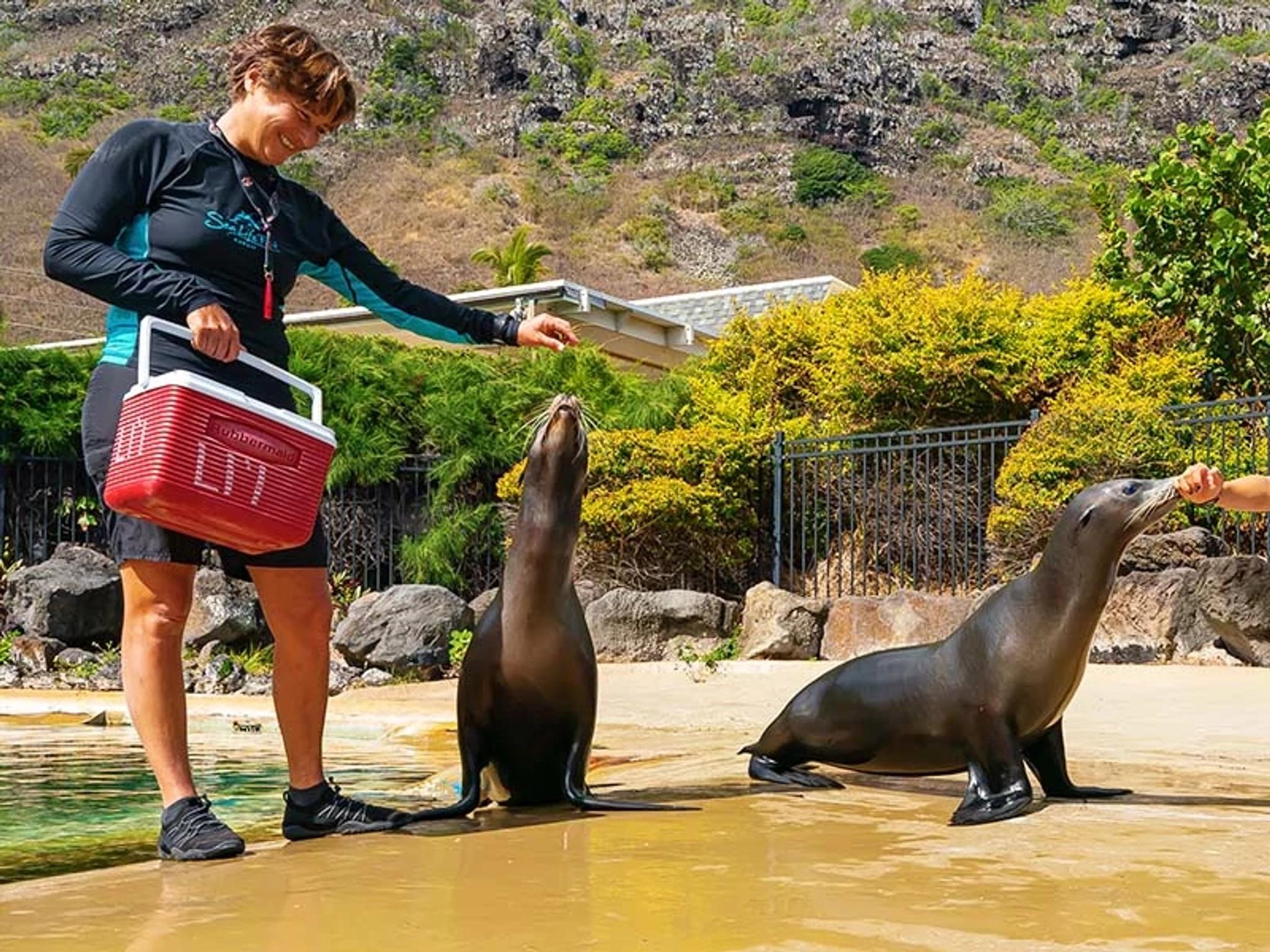 California Sea Lion