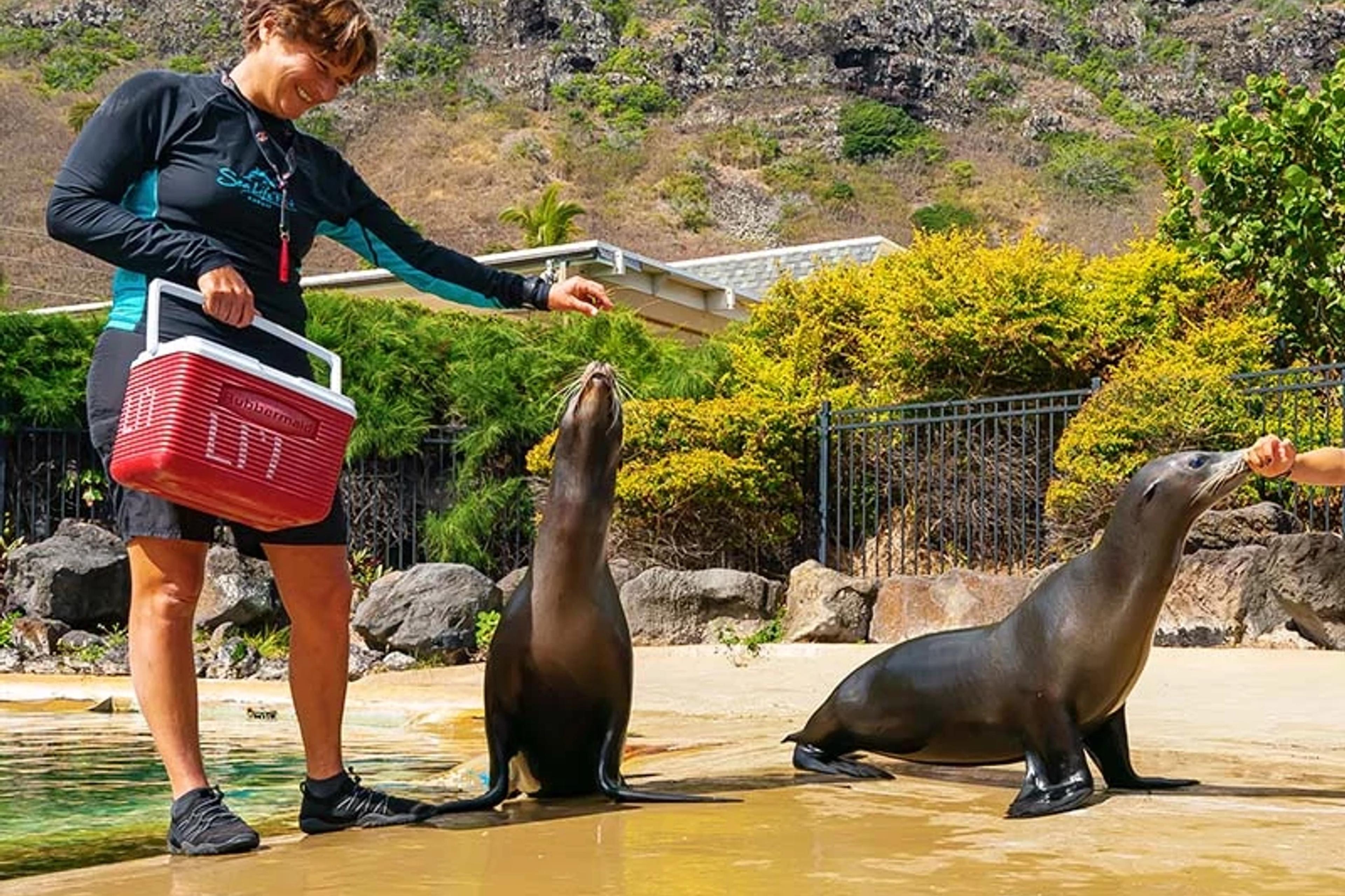 California Sea Lion