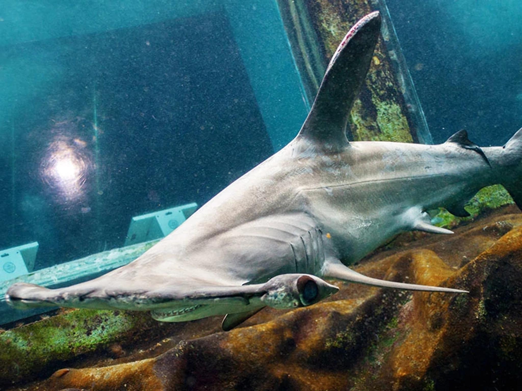 Shark