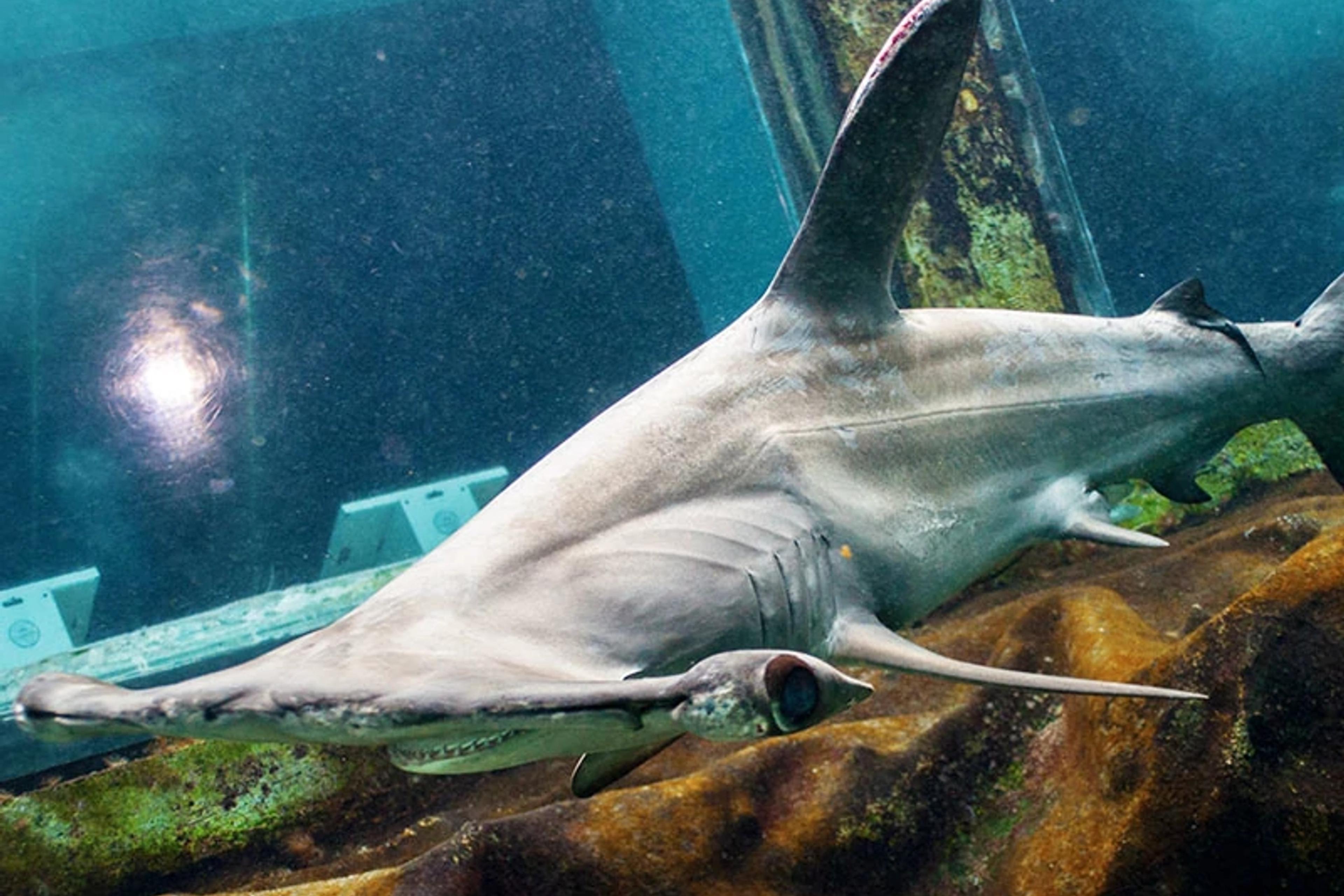 Shark