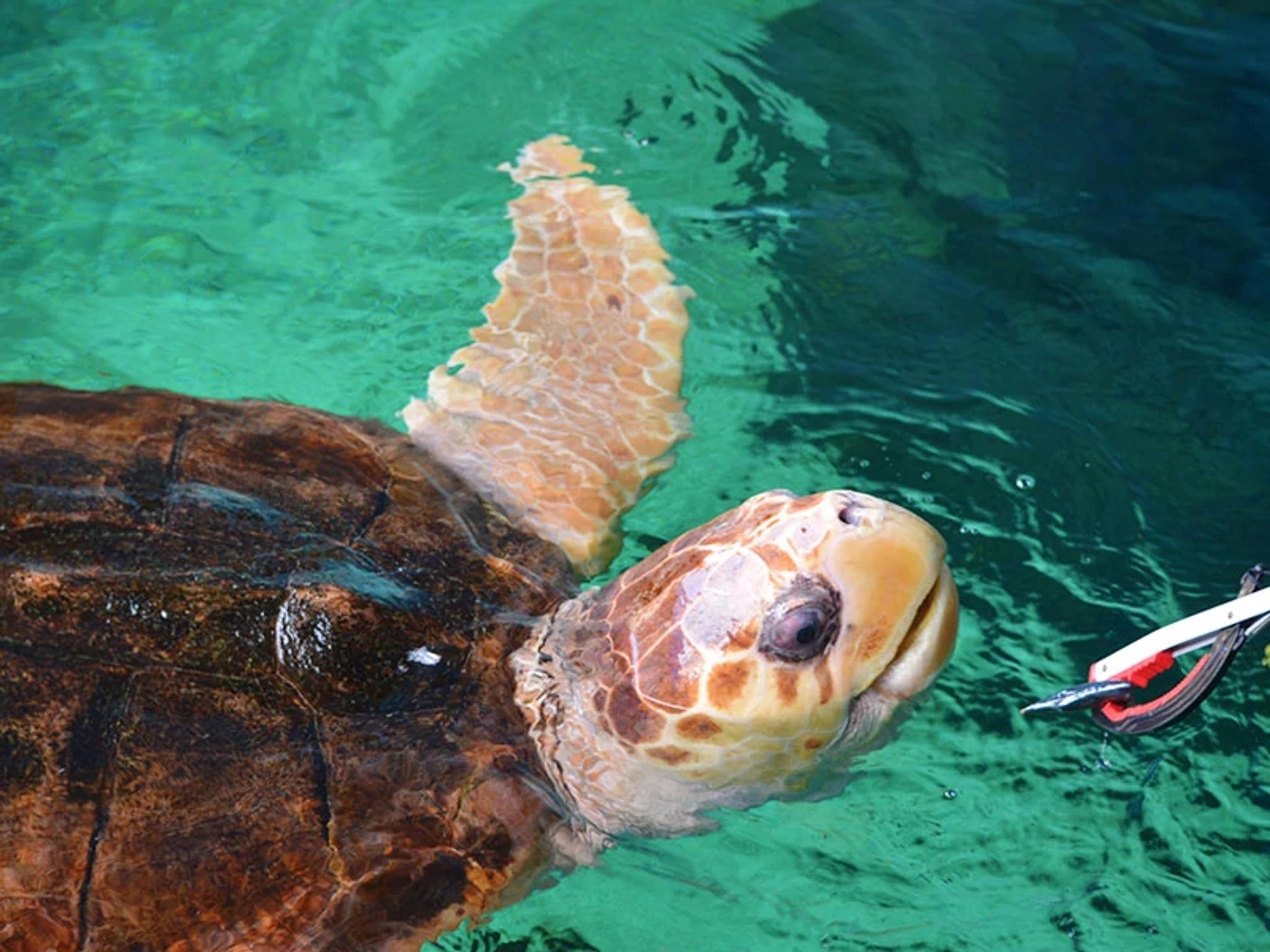 Sea Turtle