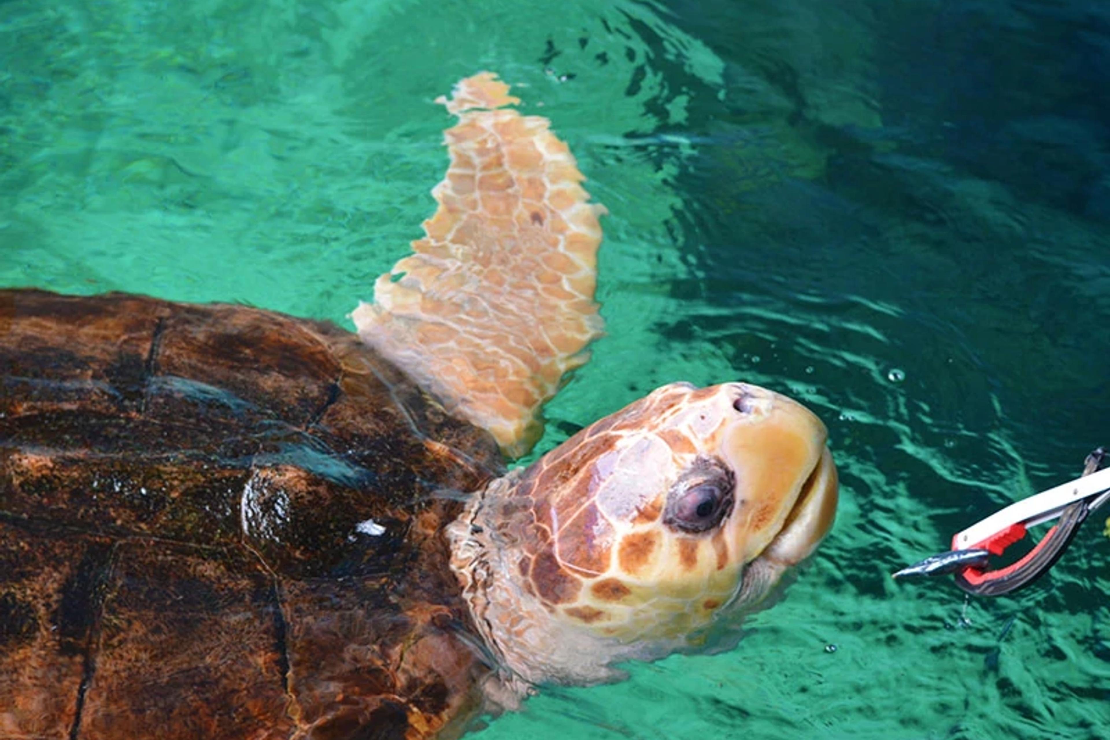 Sea Turtle