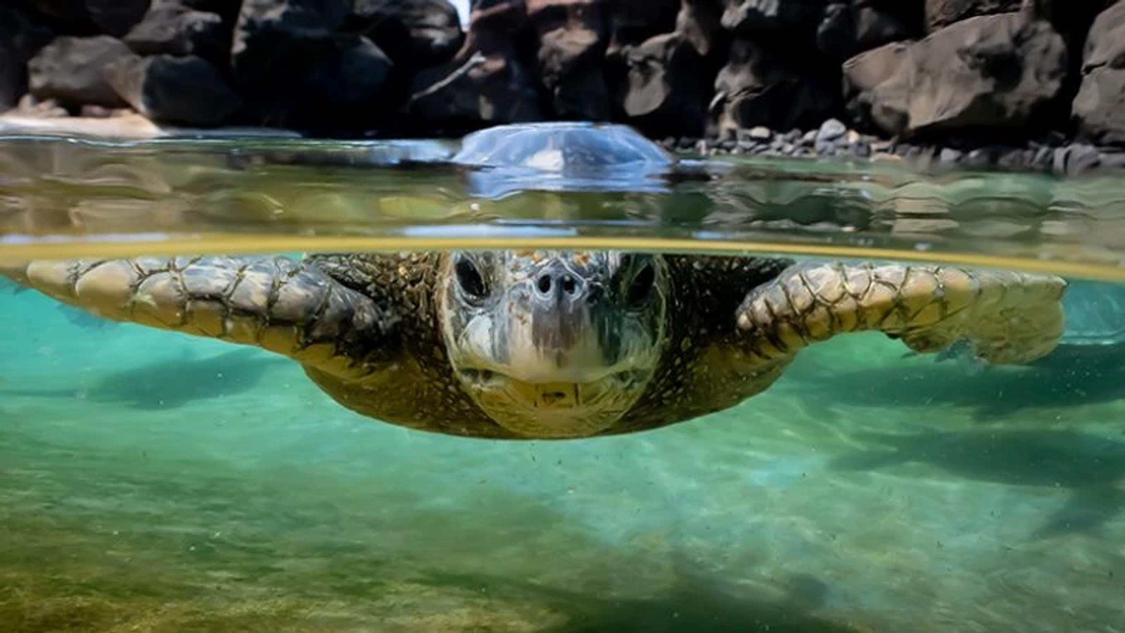 Events at Sea Life Park