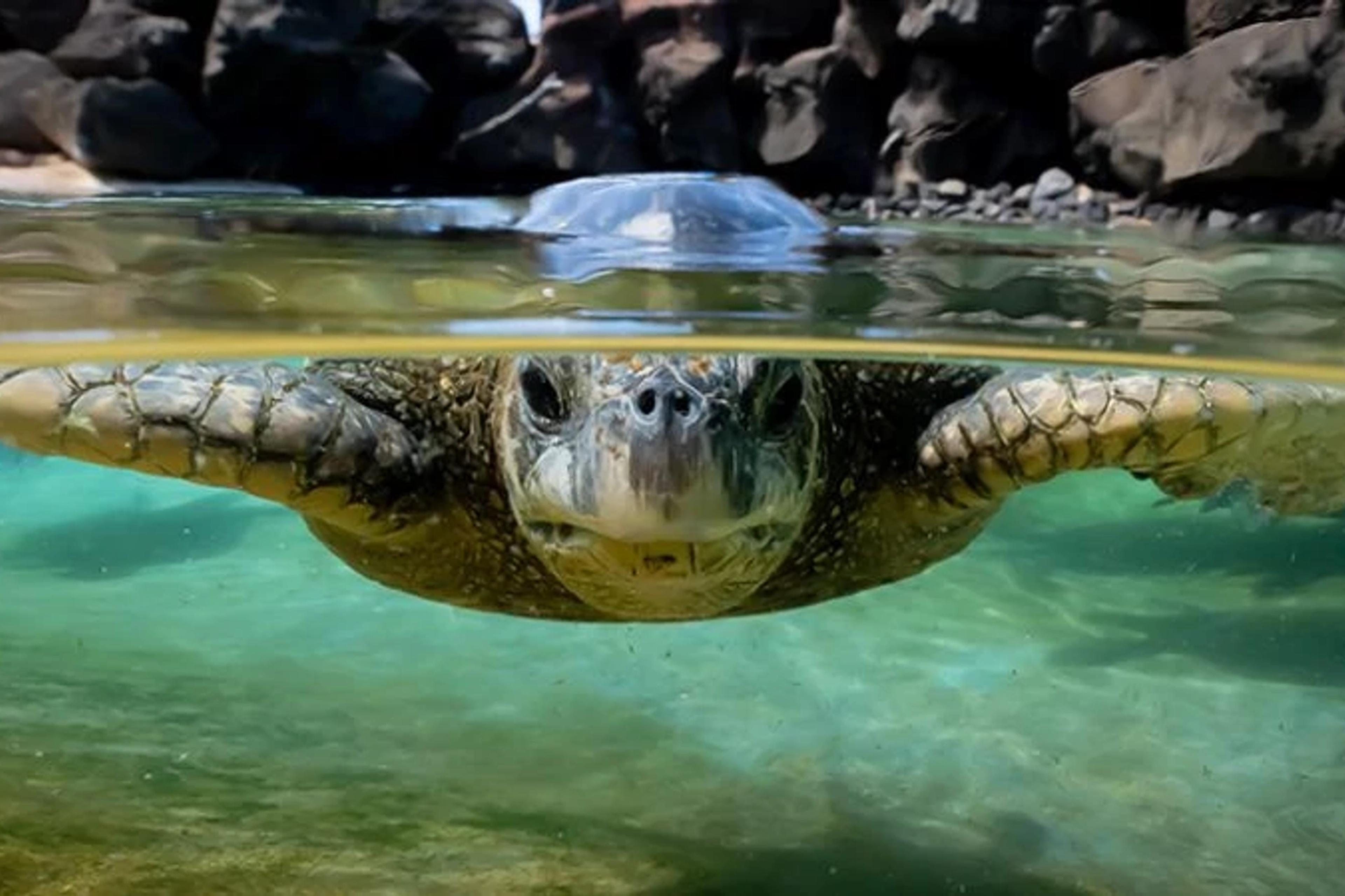 Turtle swimming