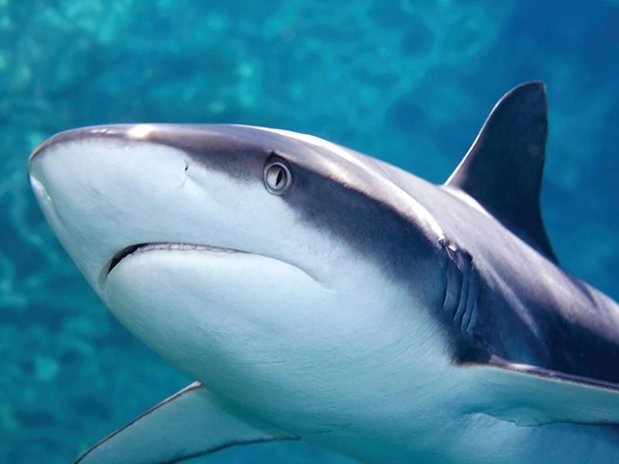 Sharks