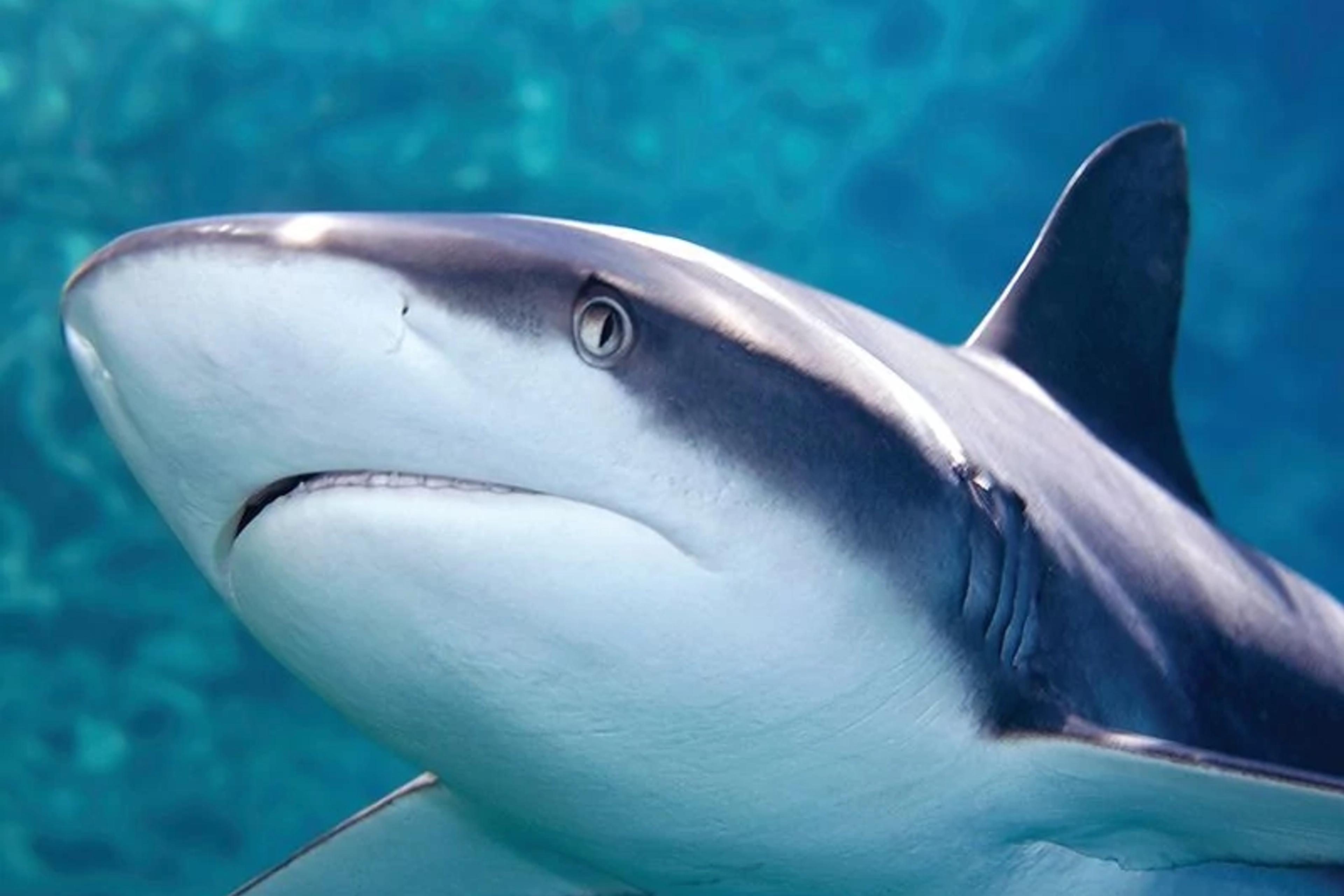 Sharks