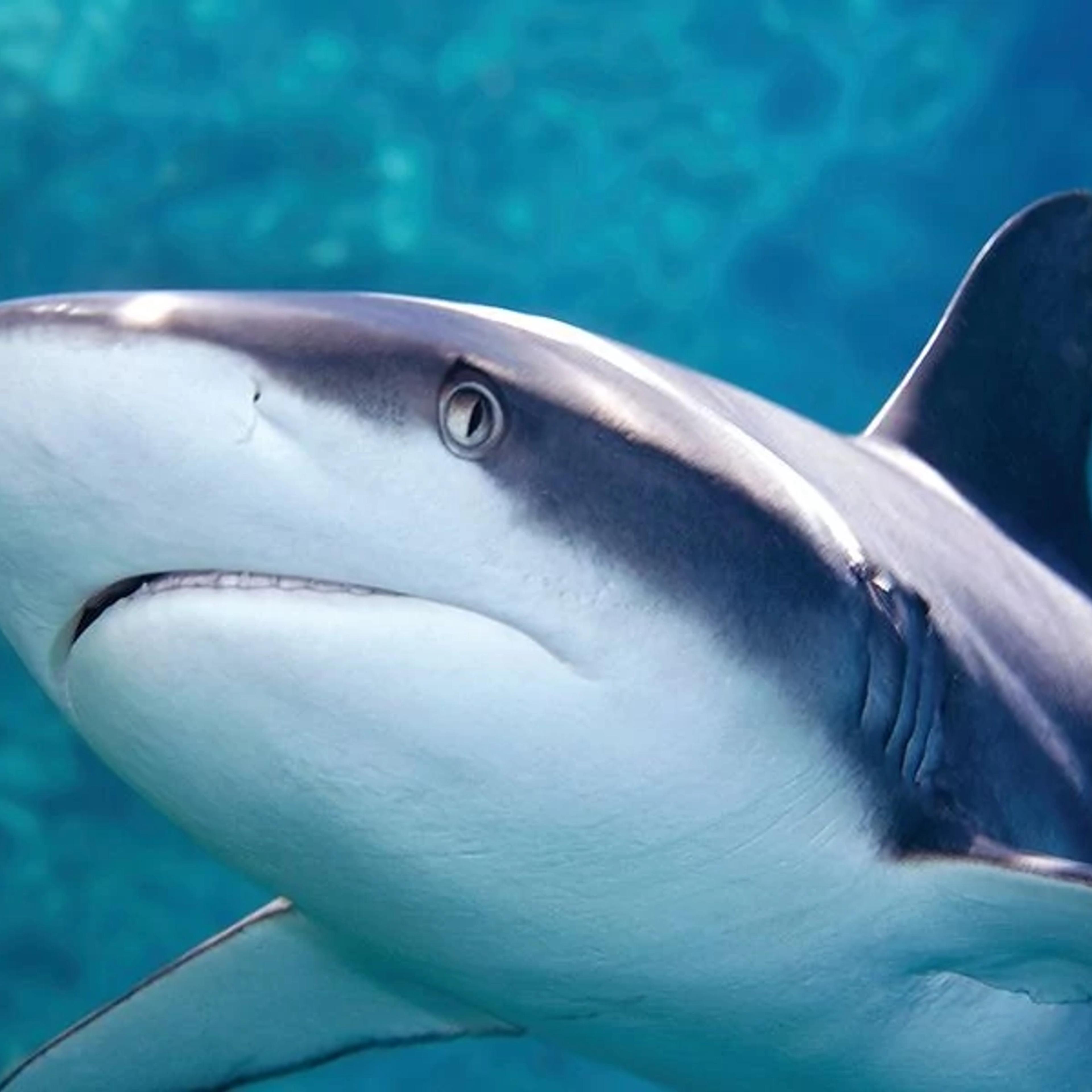 Shark Cave