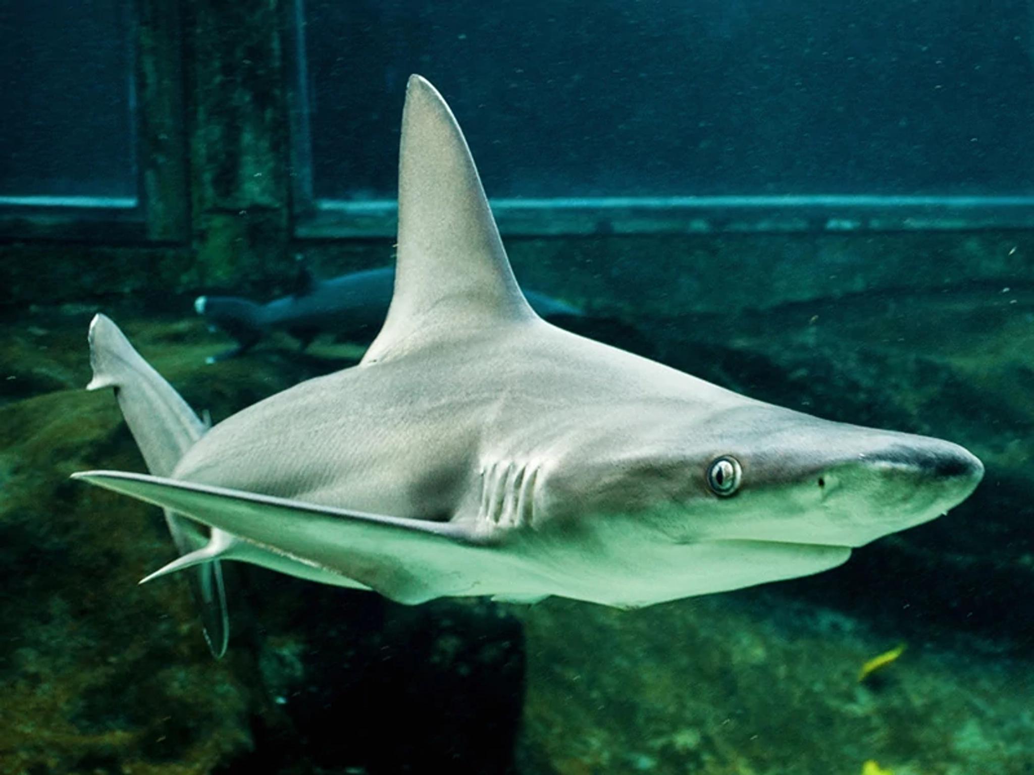 Shark
