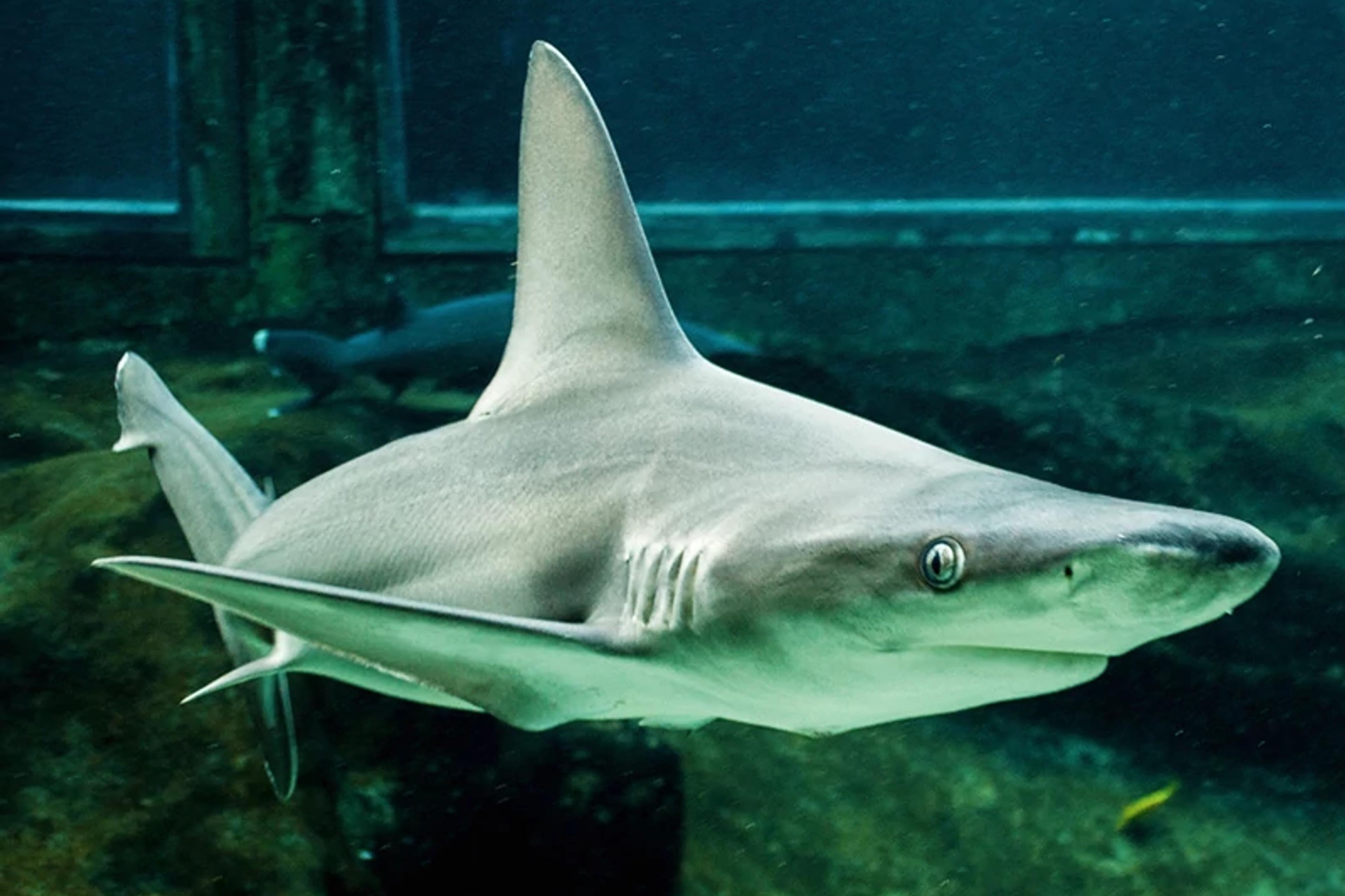 Shark
