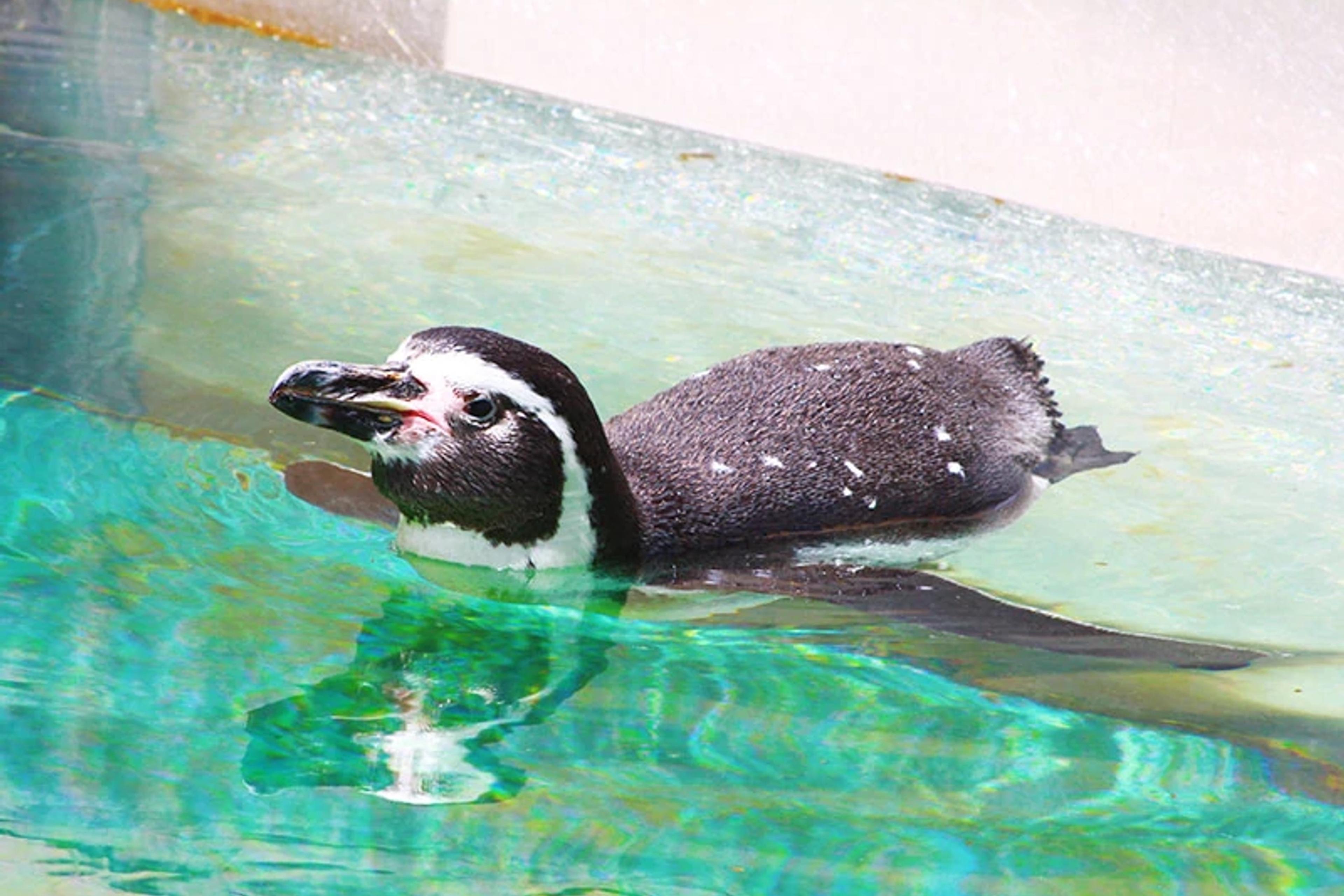 Penguin
