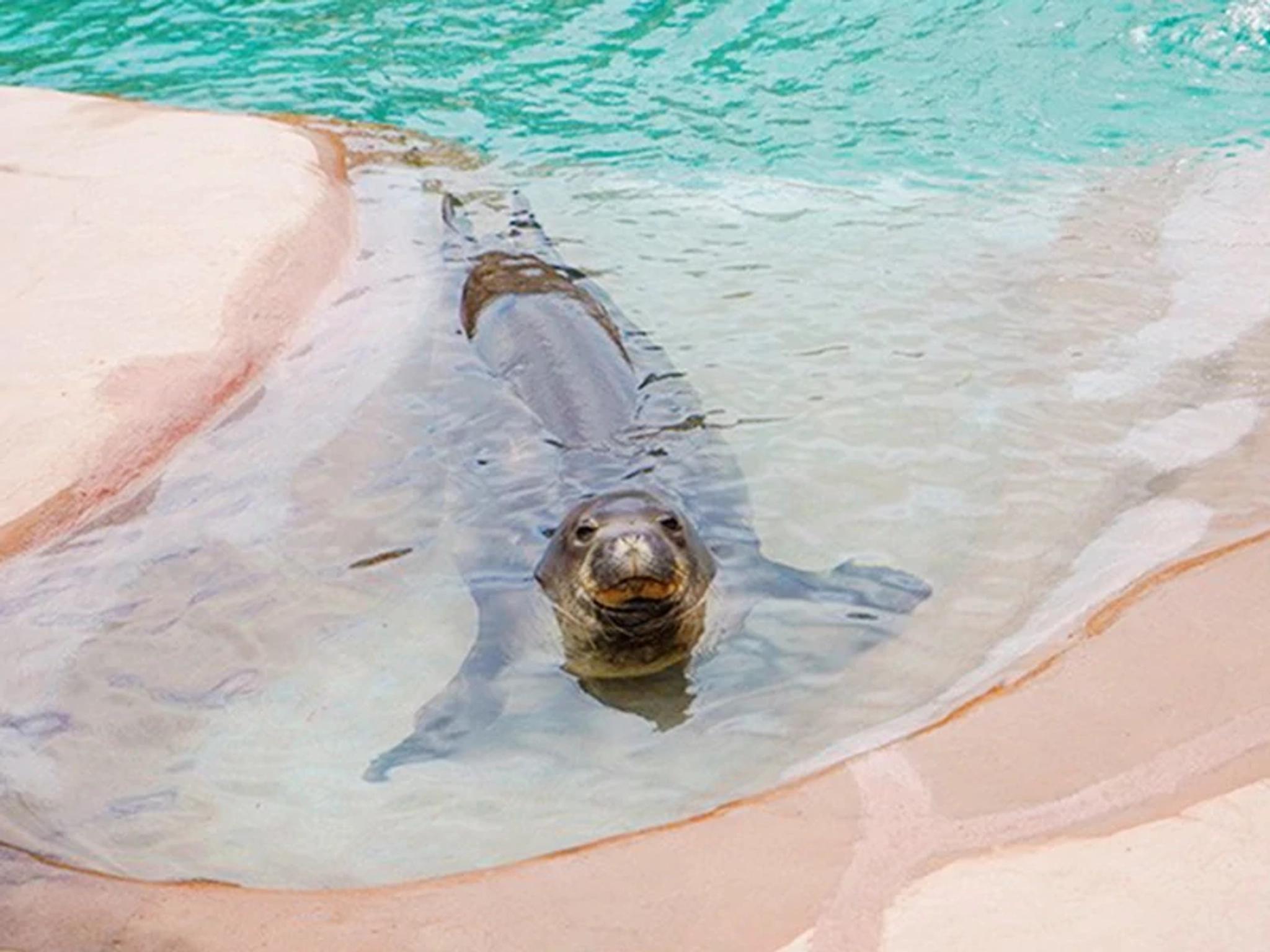 Hawaiian Monk Seal