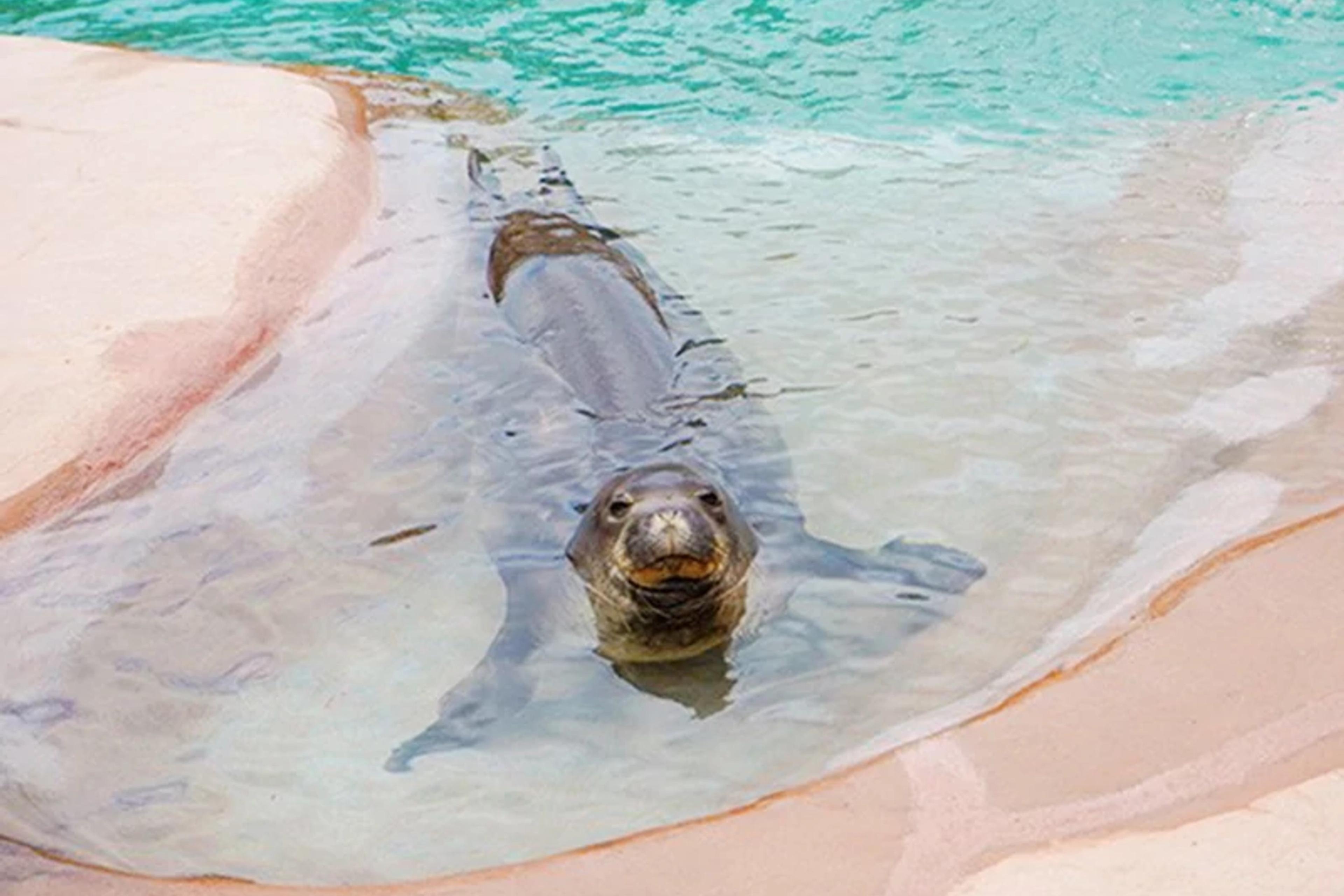 Hawaiian Monk Seal