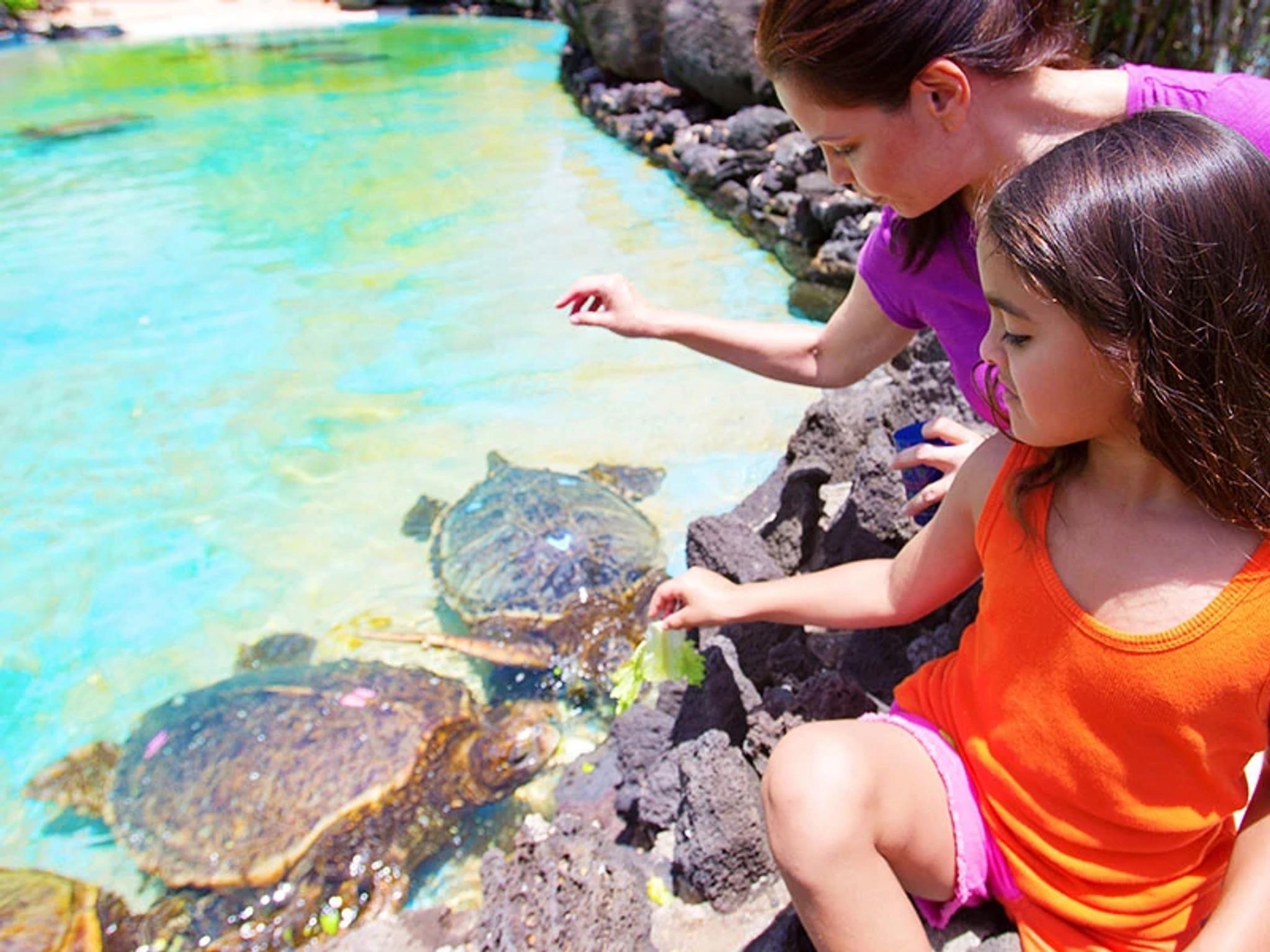 Sea Turtle