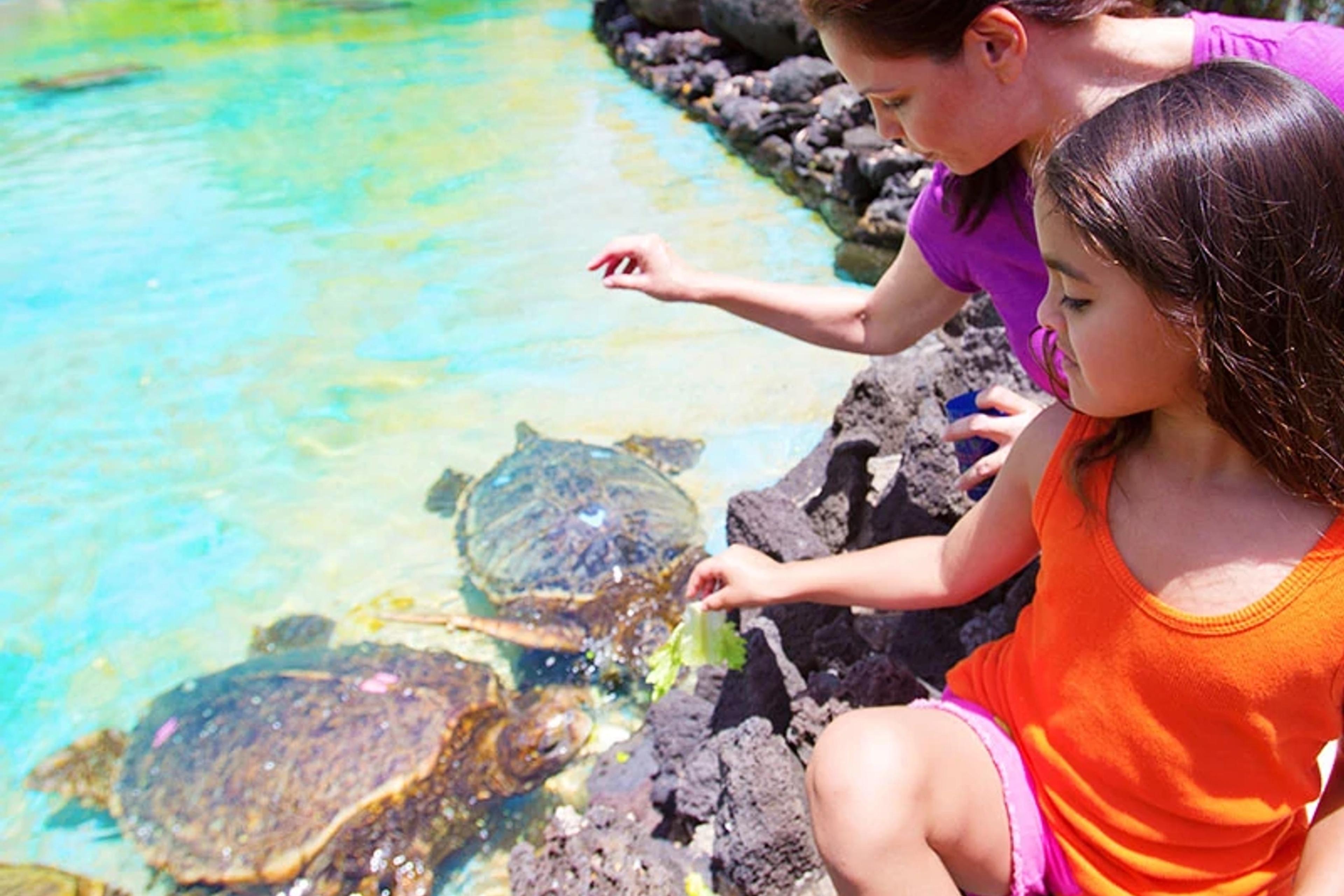 Sea Turtle