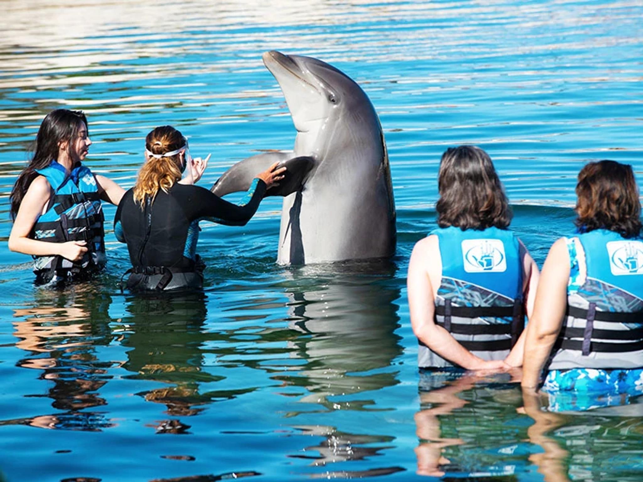 Dolphins