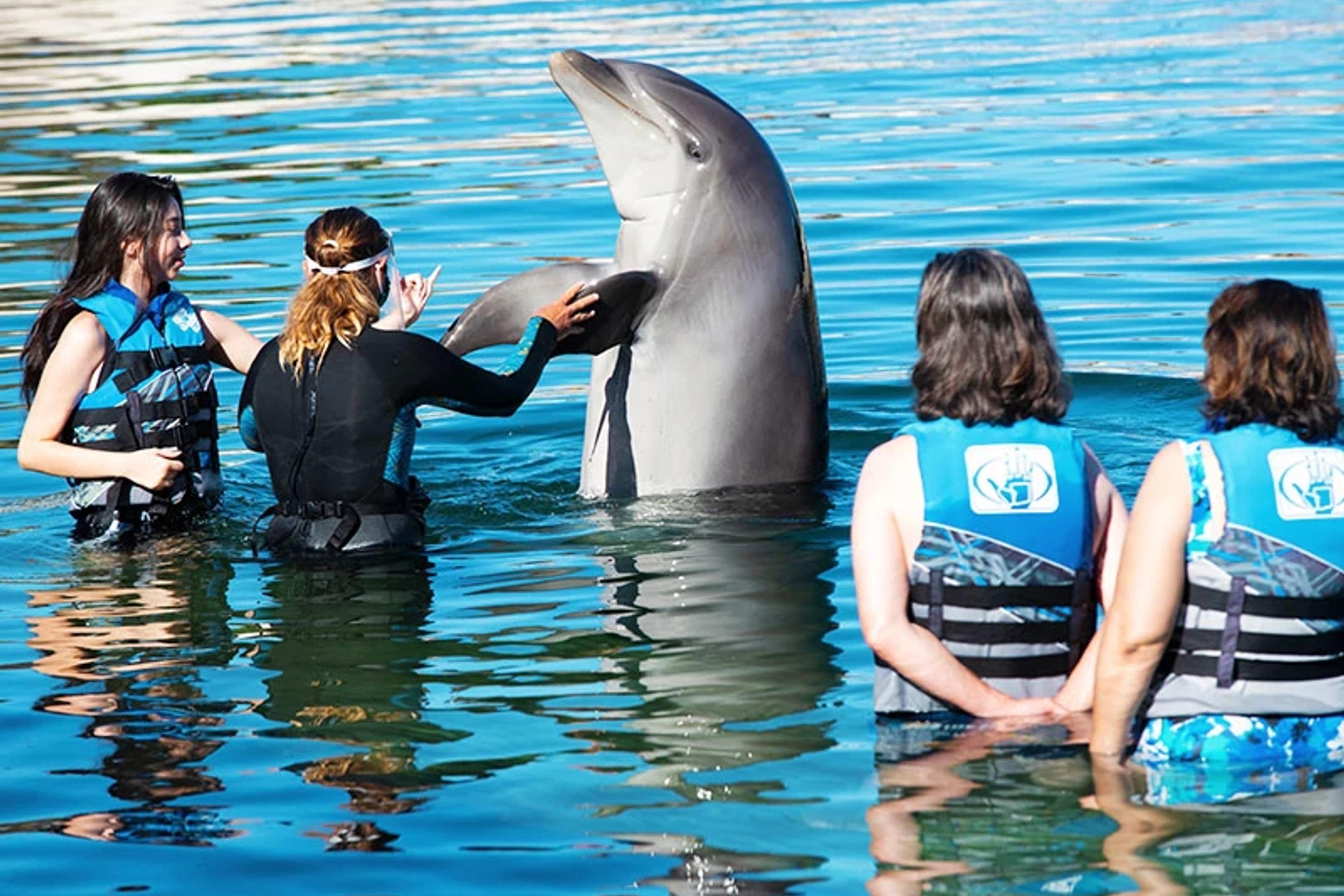 Dolphins