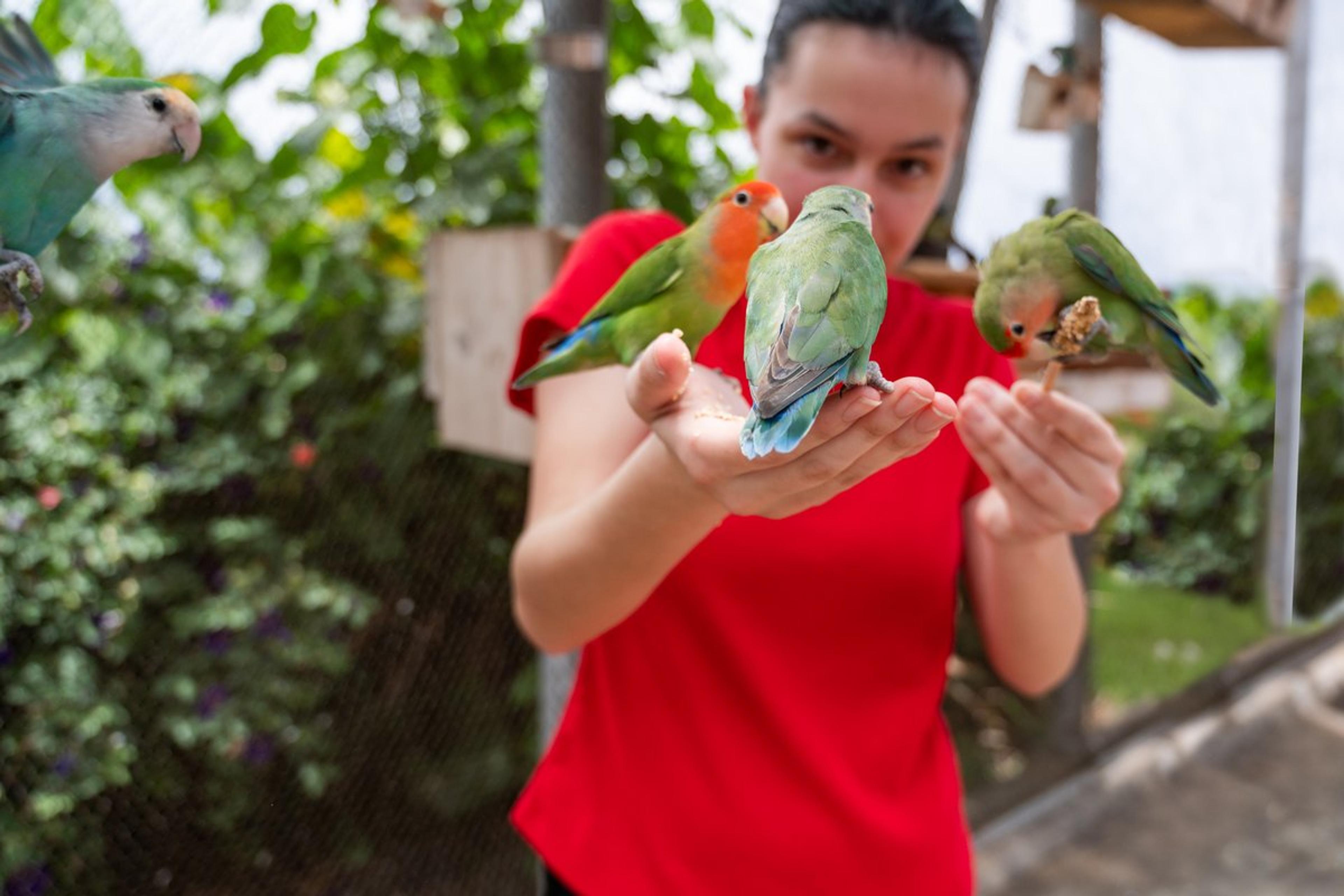 A guest with lovebirds perched on her hands