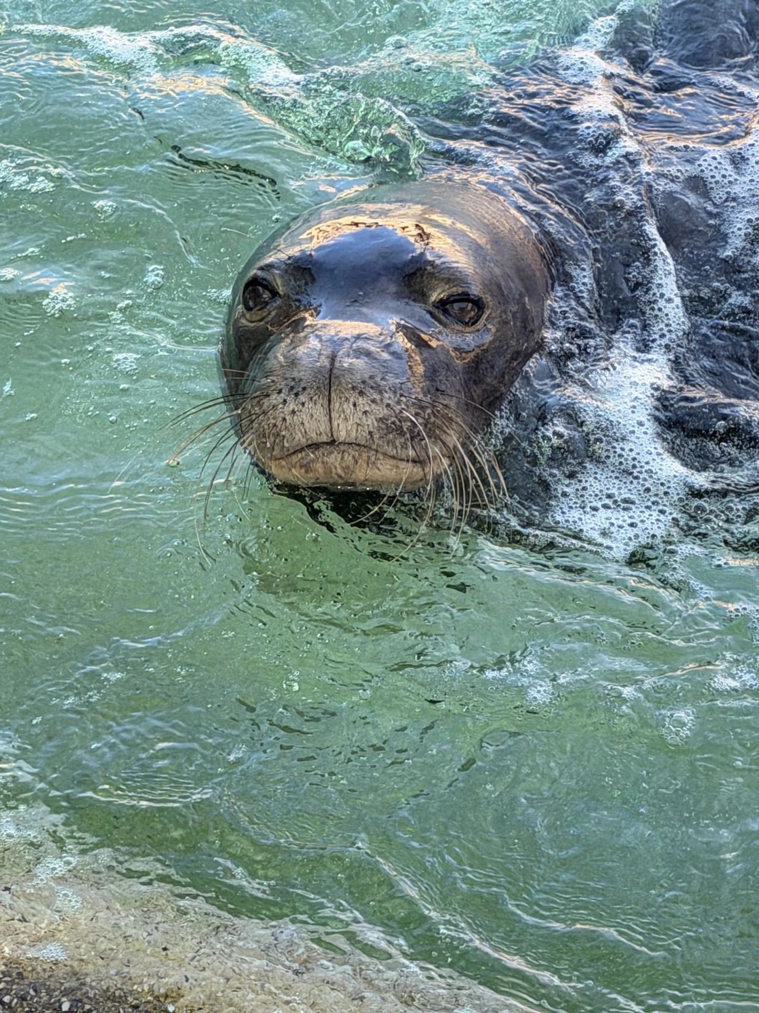 Meet Kekoa! Hawaiian Monk Seal Talk Story