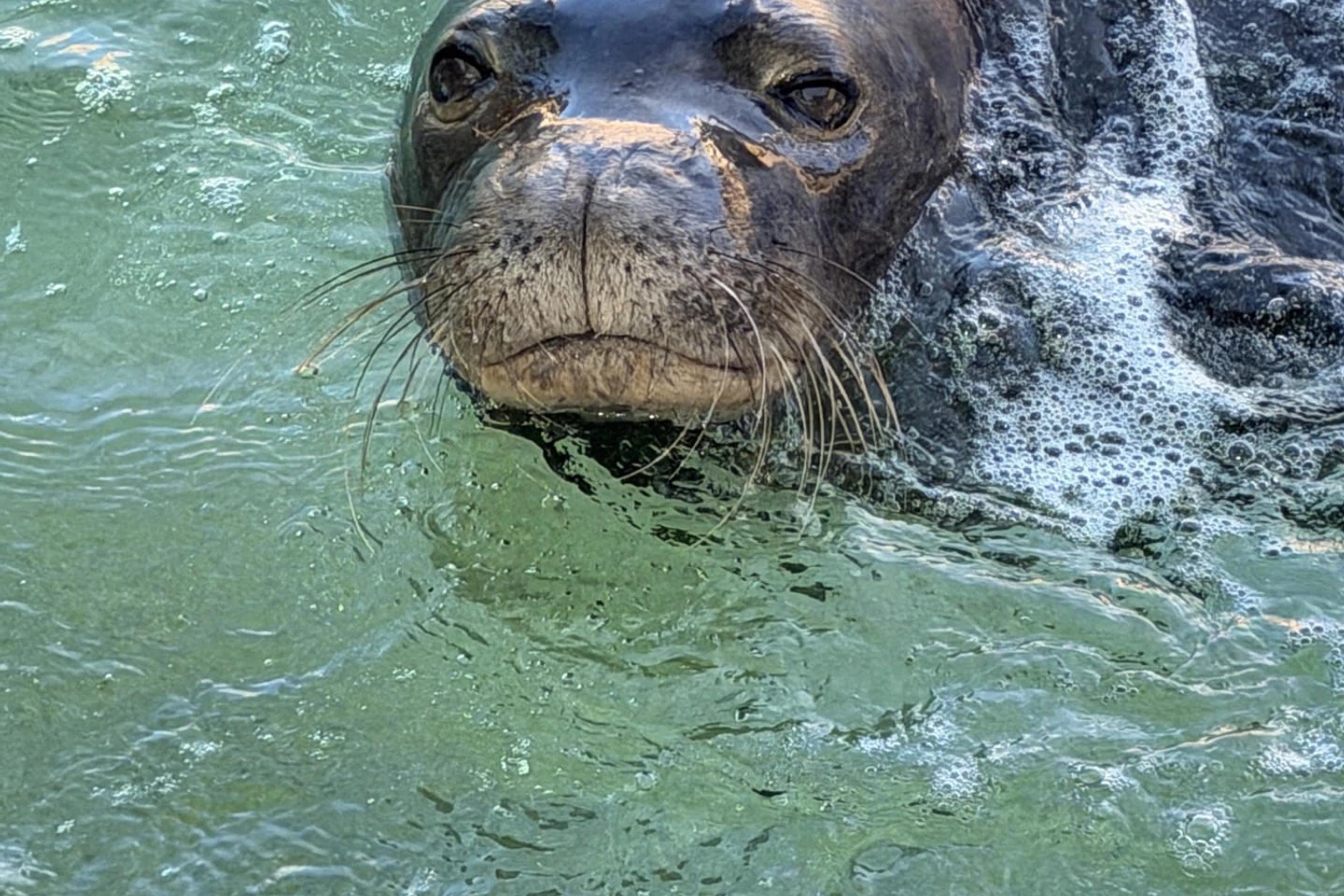 Meet Kekoa! Hawaiian Monk Seal Talk Story