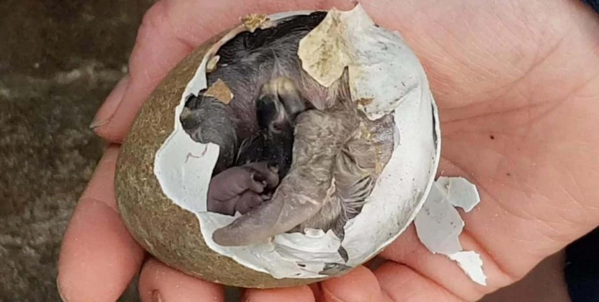 Penguin Egg