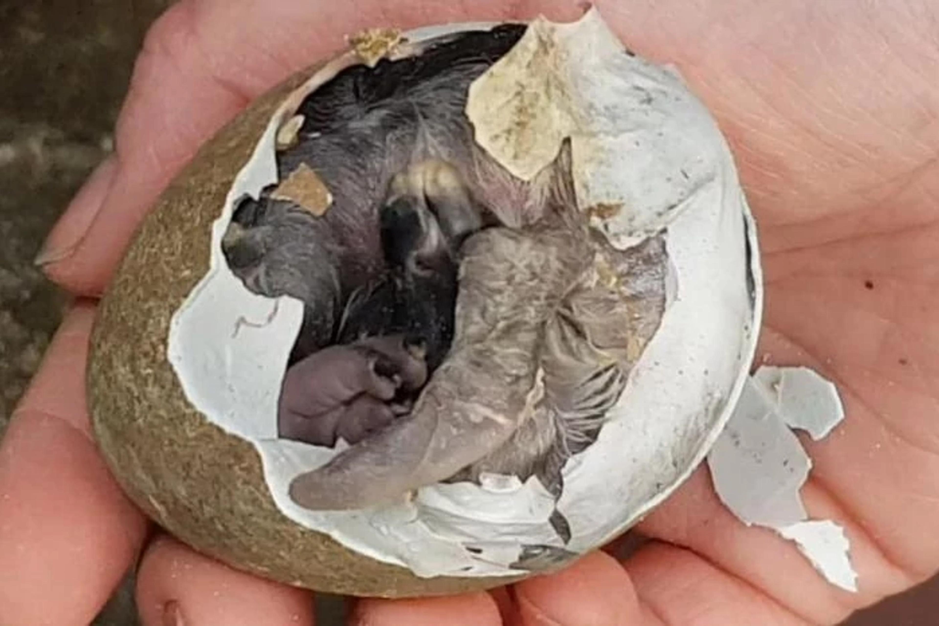 Penguin Egg
