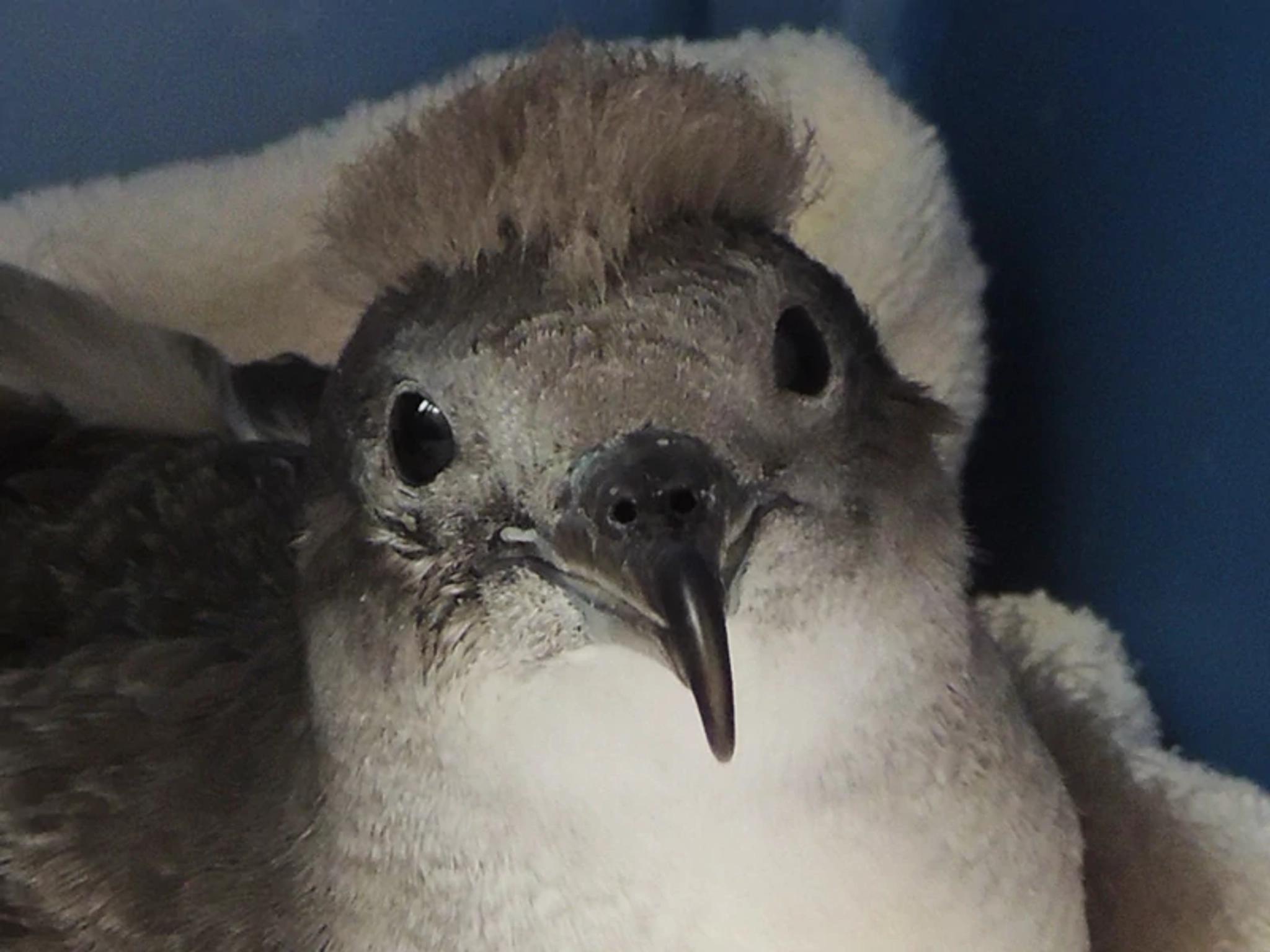 Native Sea Birds