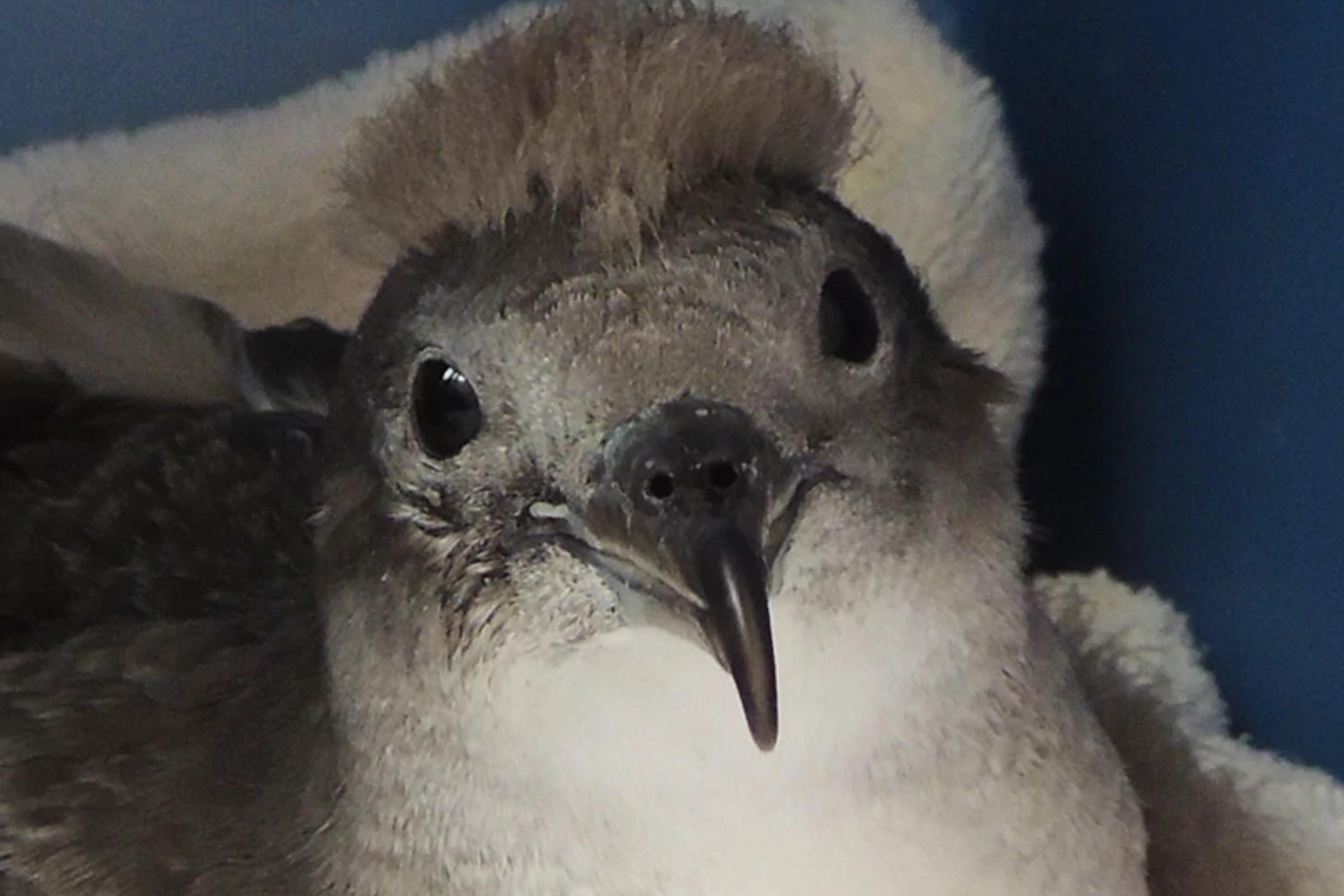 Native Sea Birds