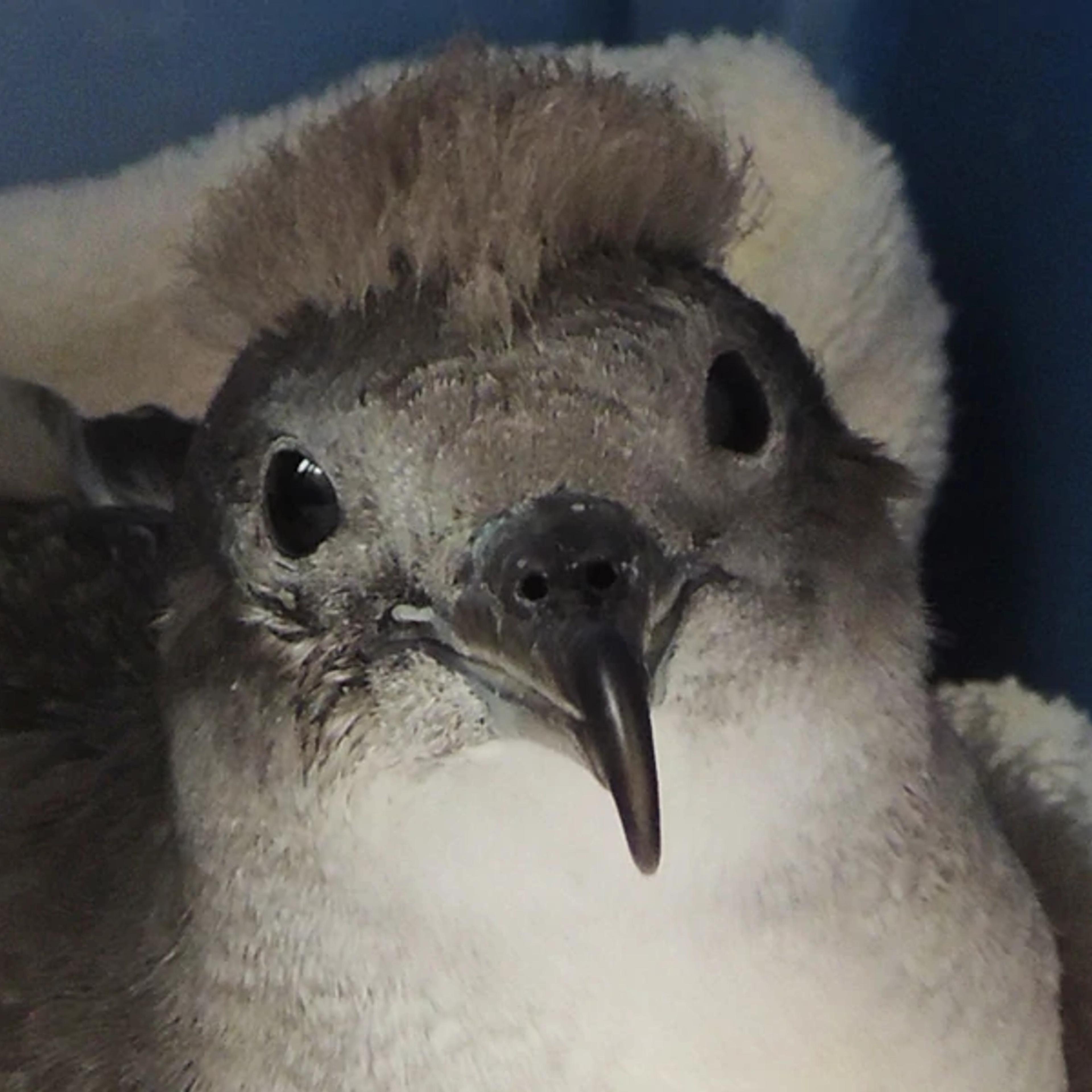 Seabird