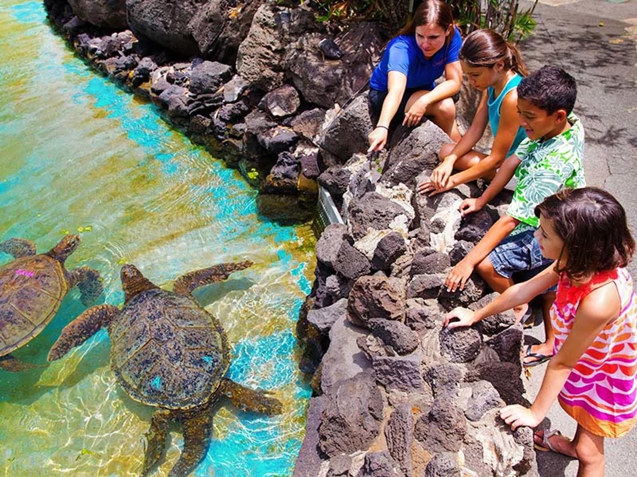 Green Turtle