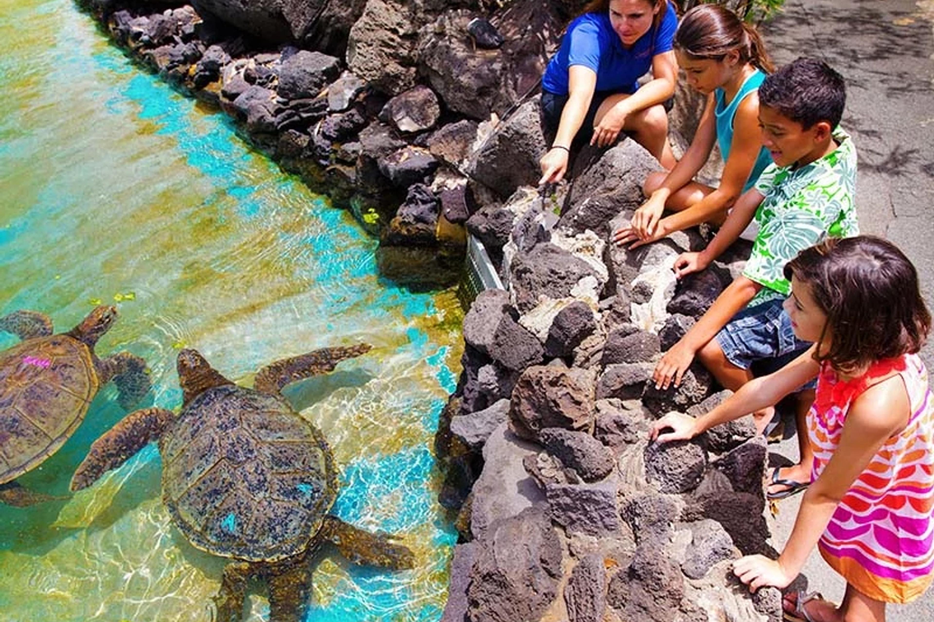 Green Turtle