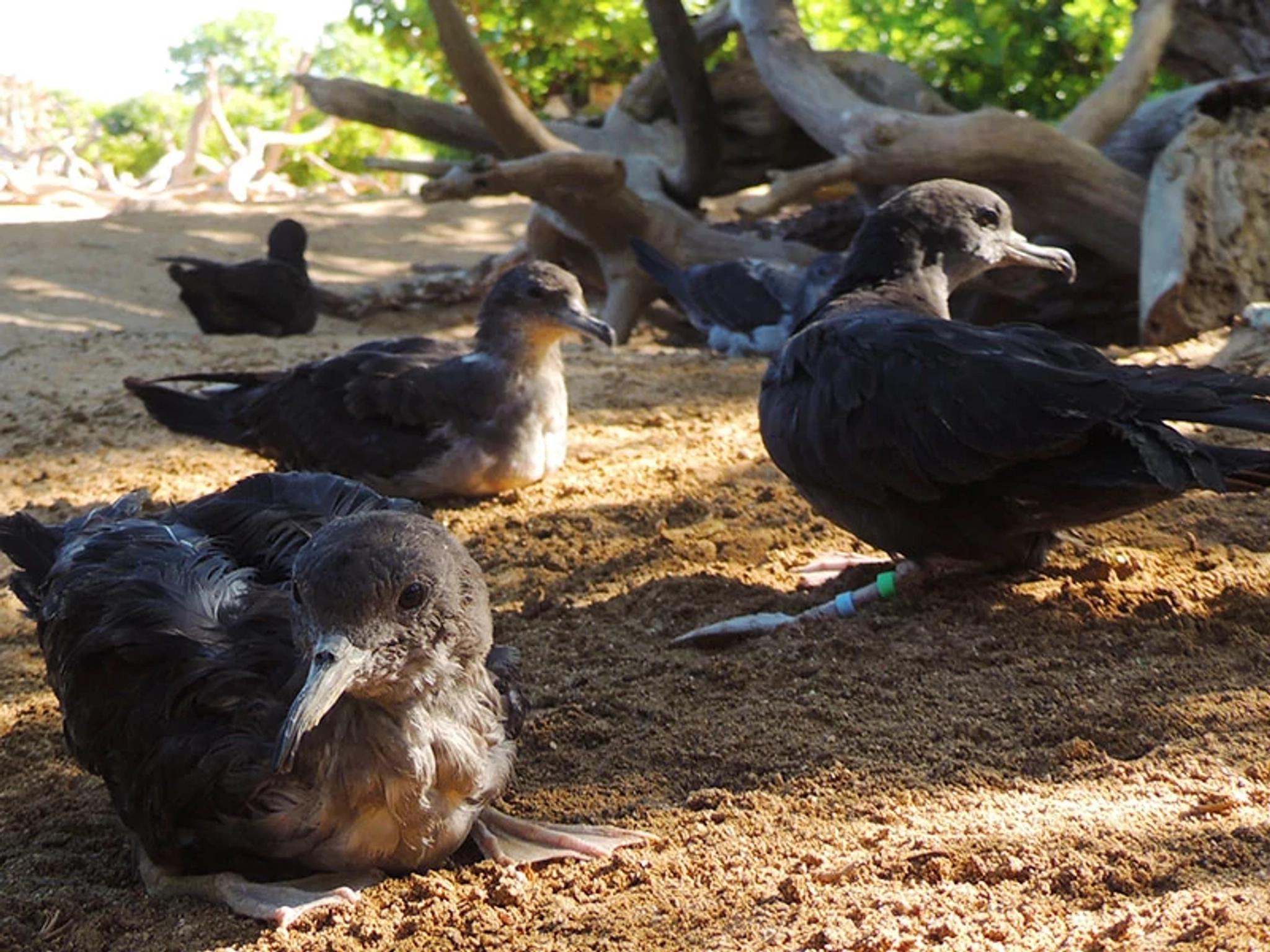 Native Seabirds
