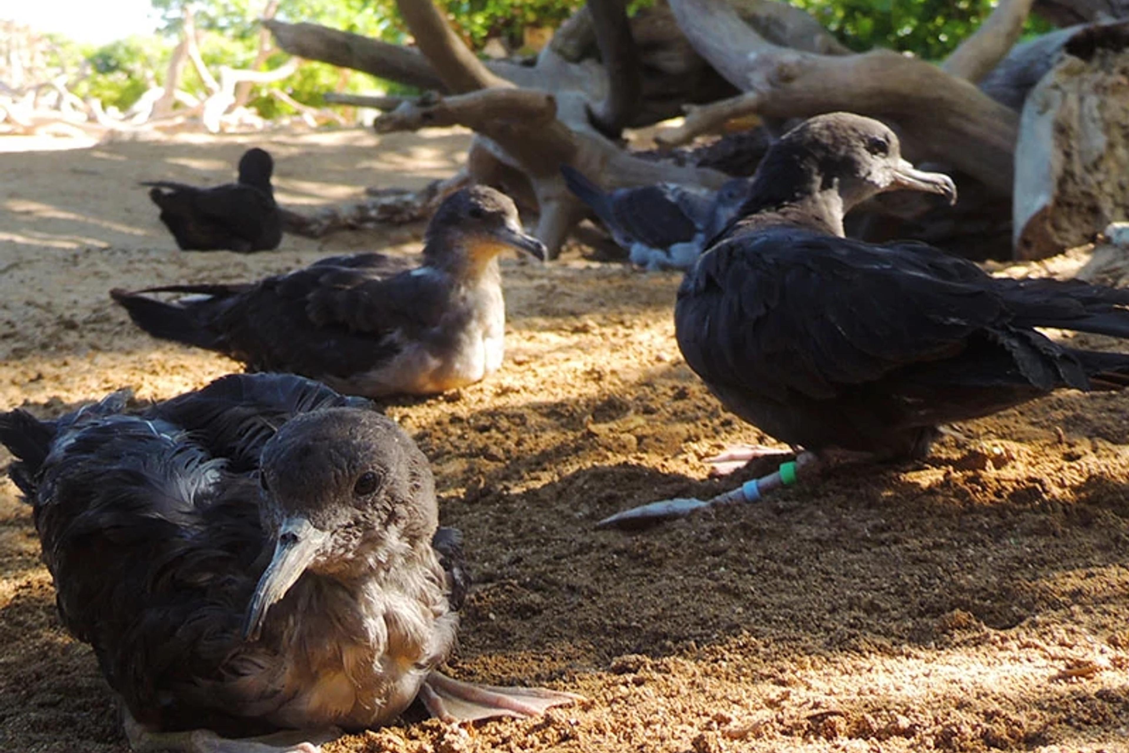 Native Seabirds