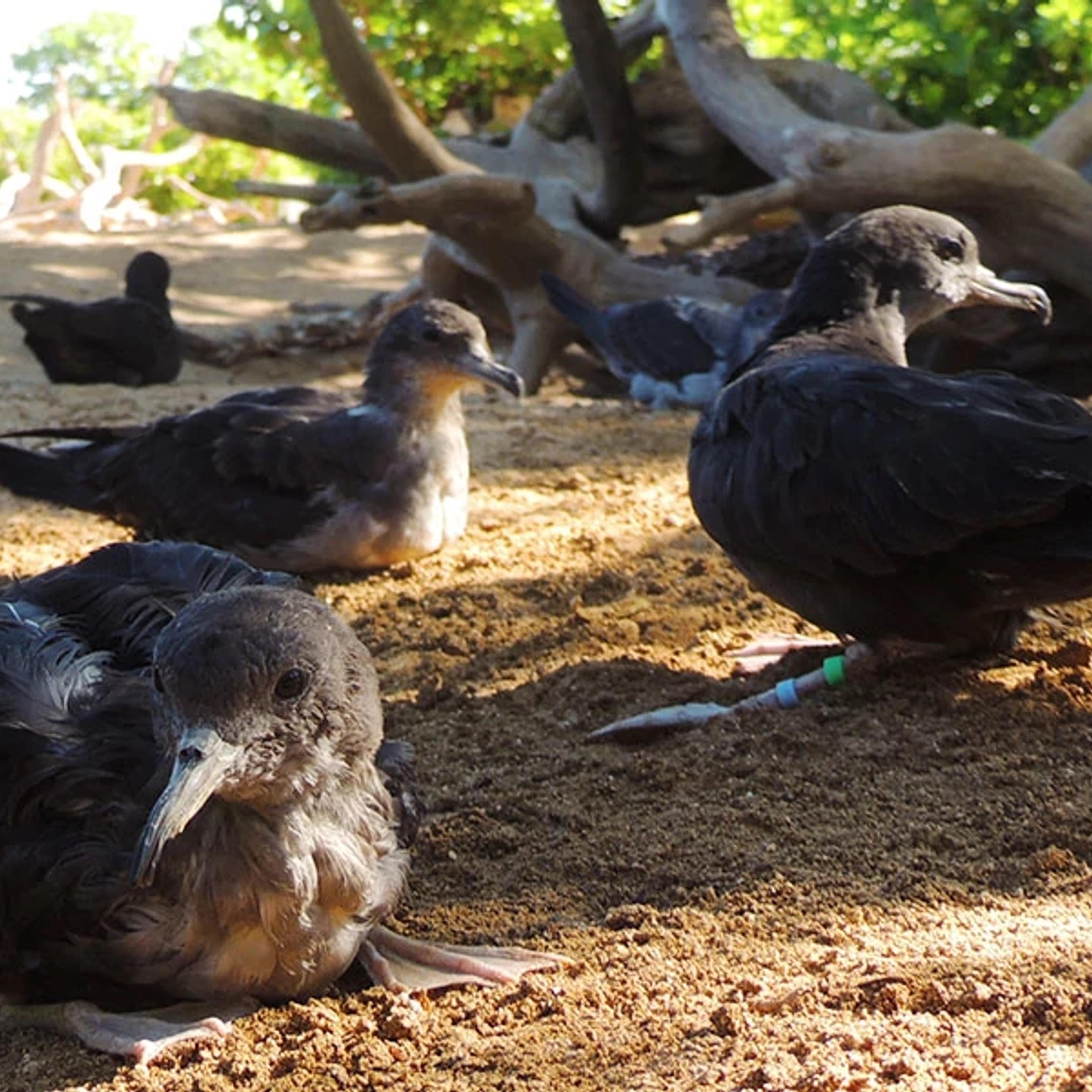Seabirds