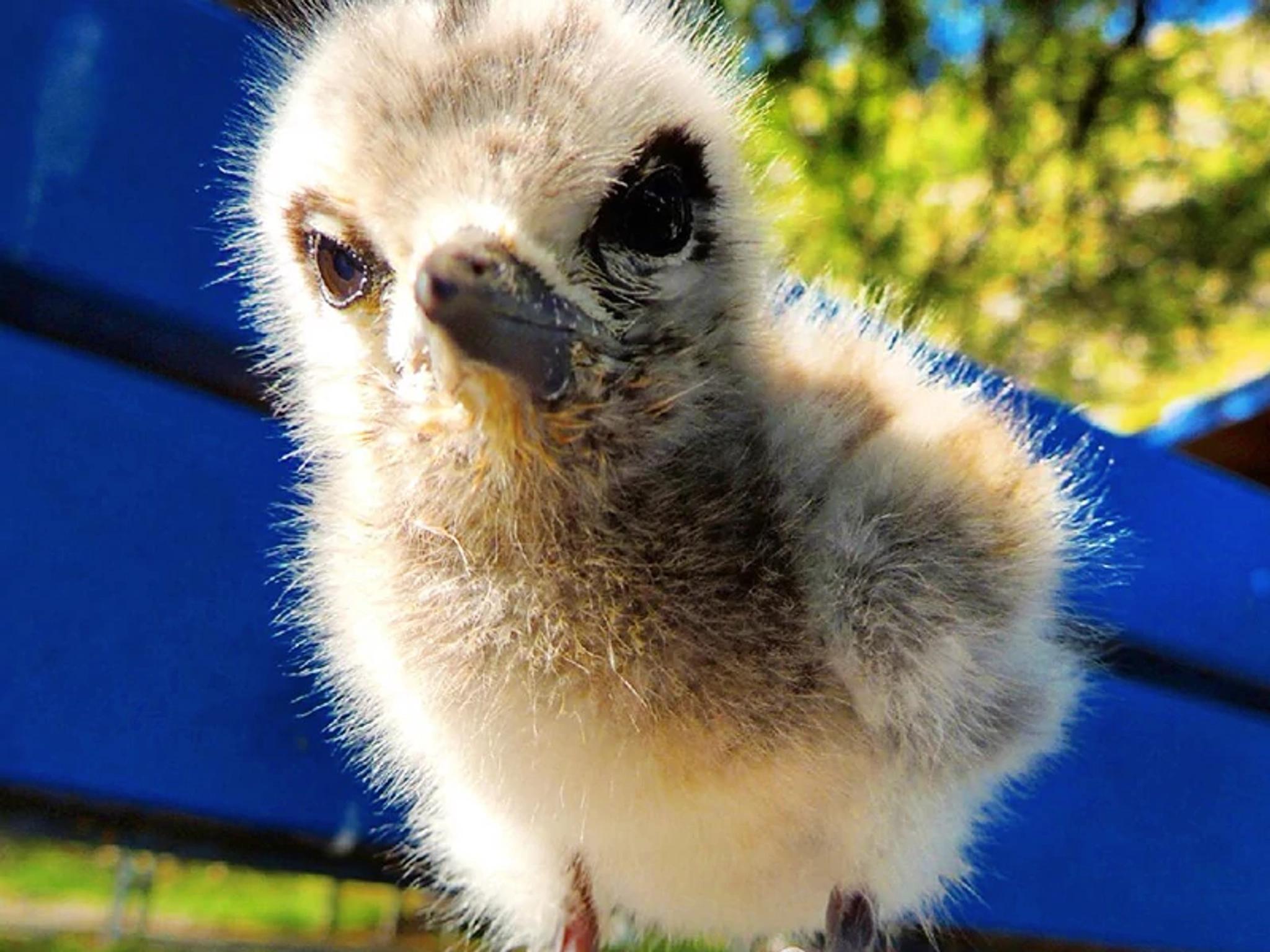 Seabird