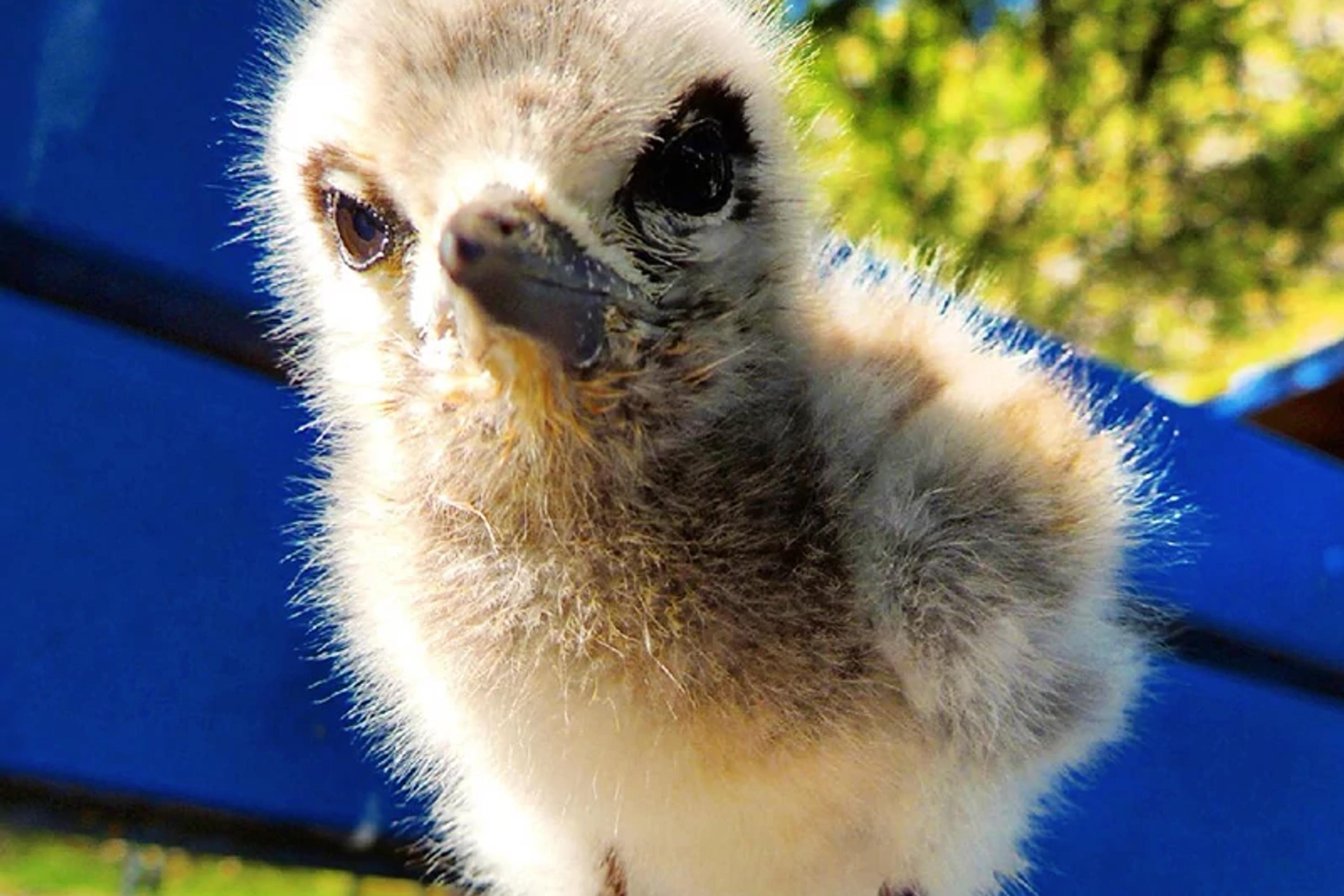 Seabird
