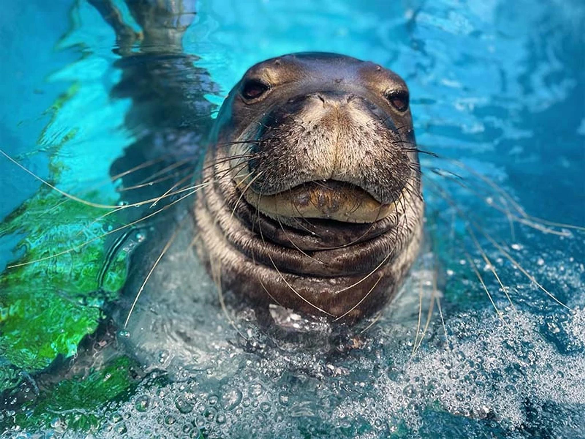 Monk Seal