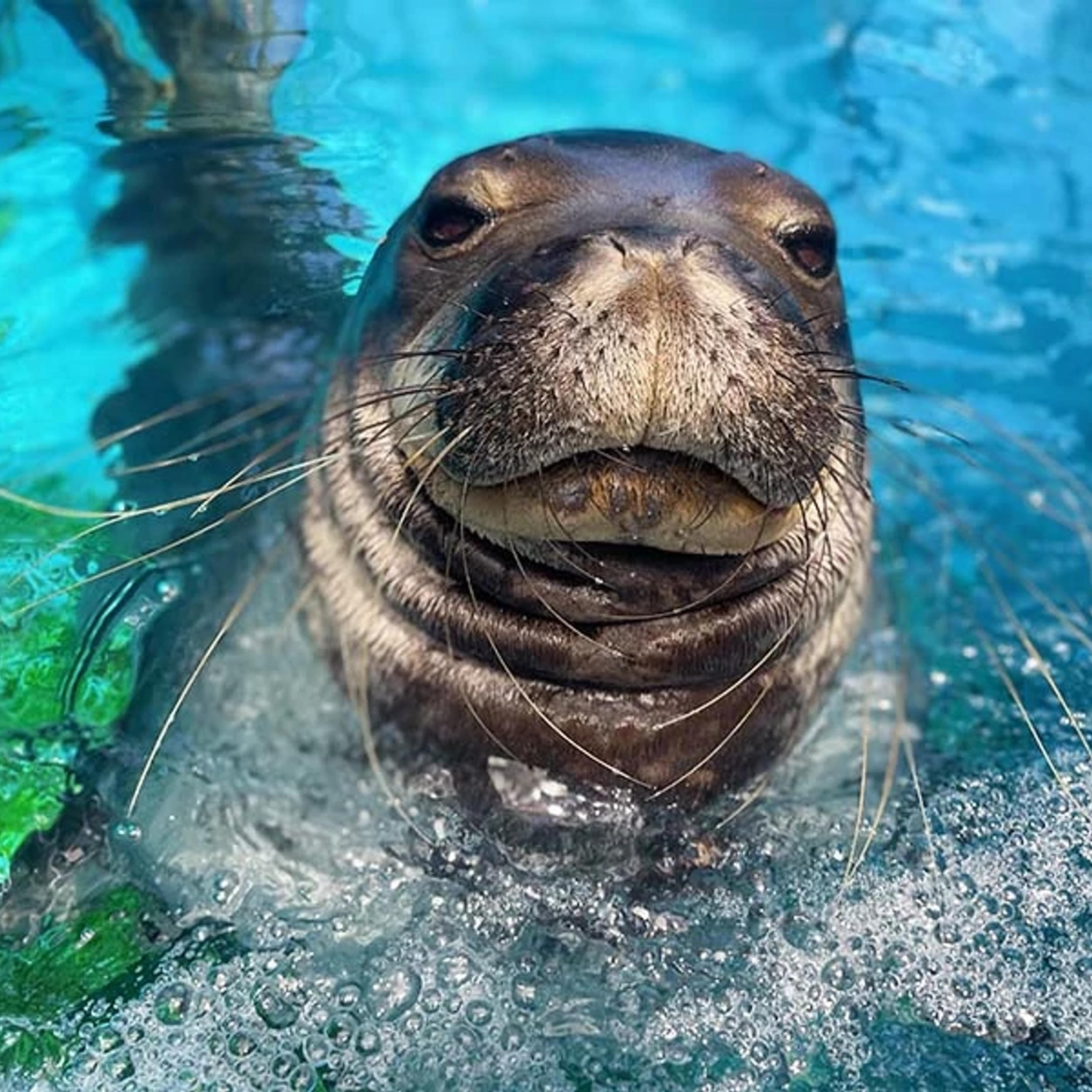 Monk Seal