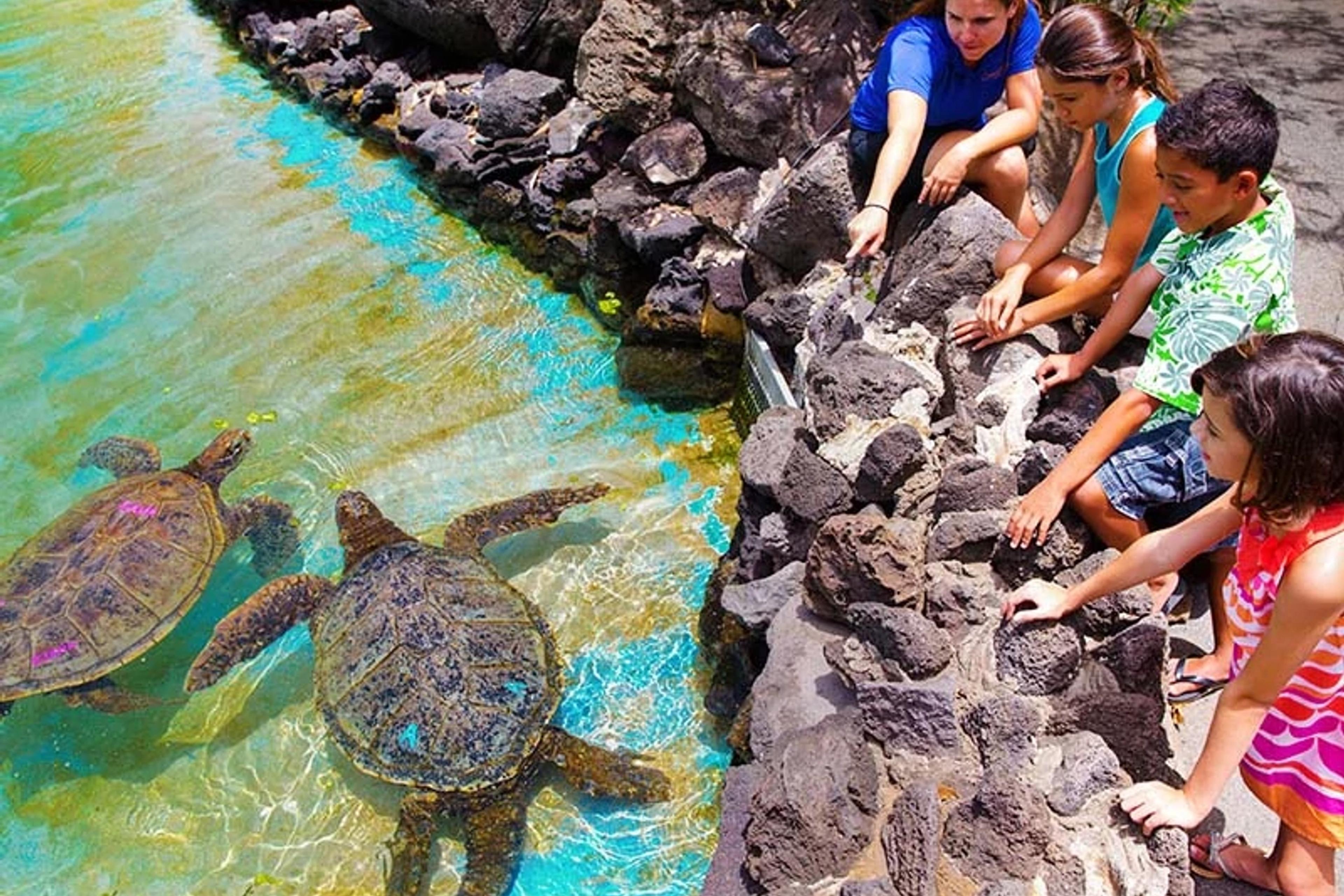 Green Sea Turtle