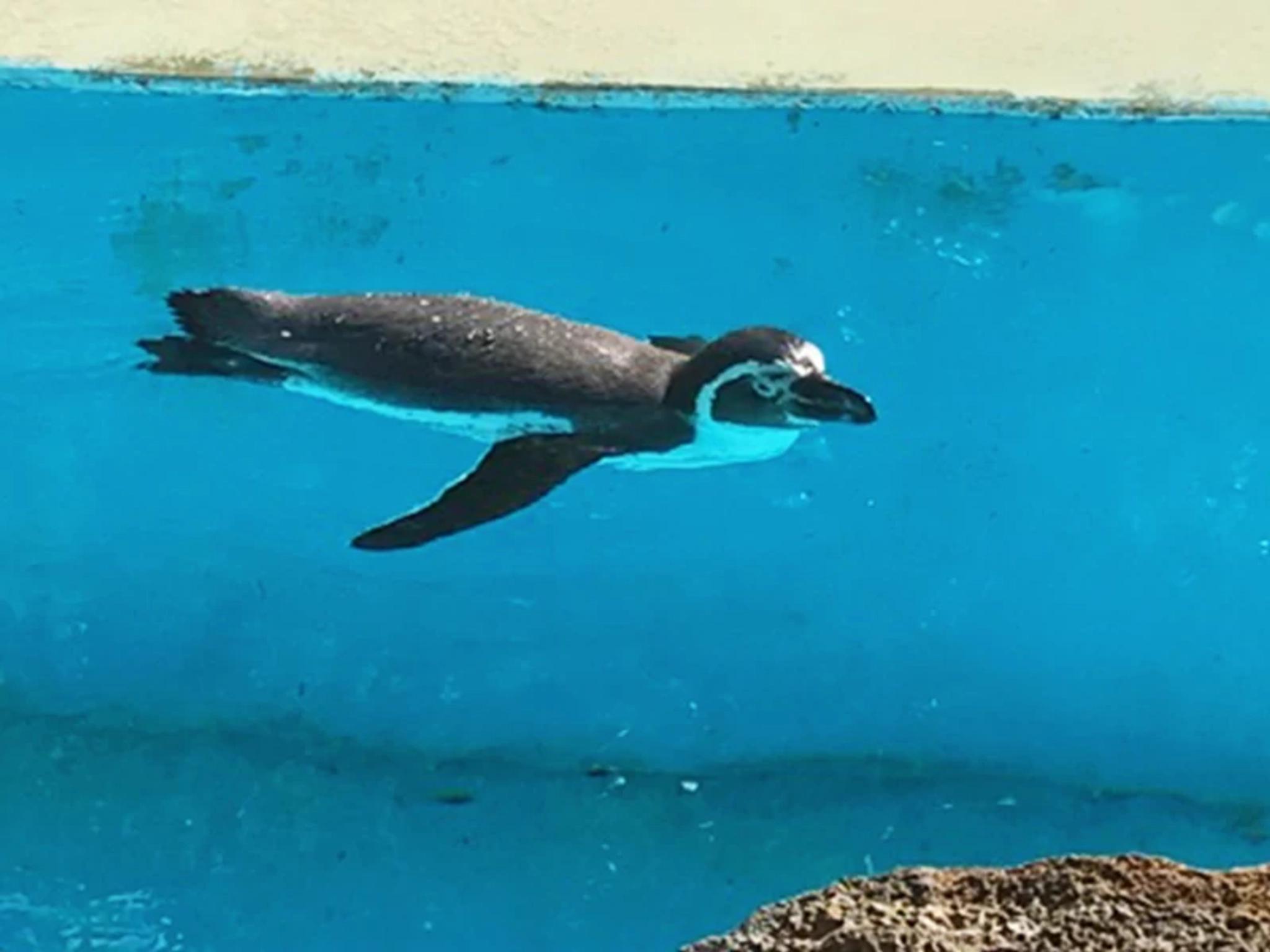 Penguins