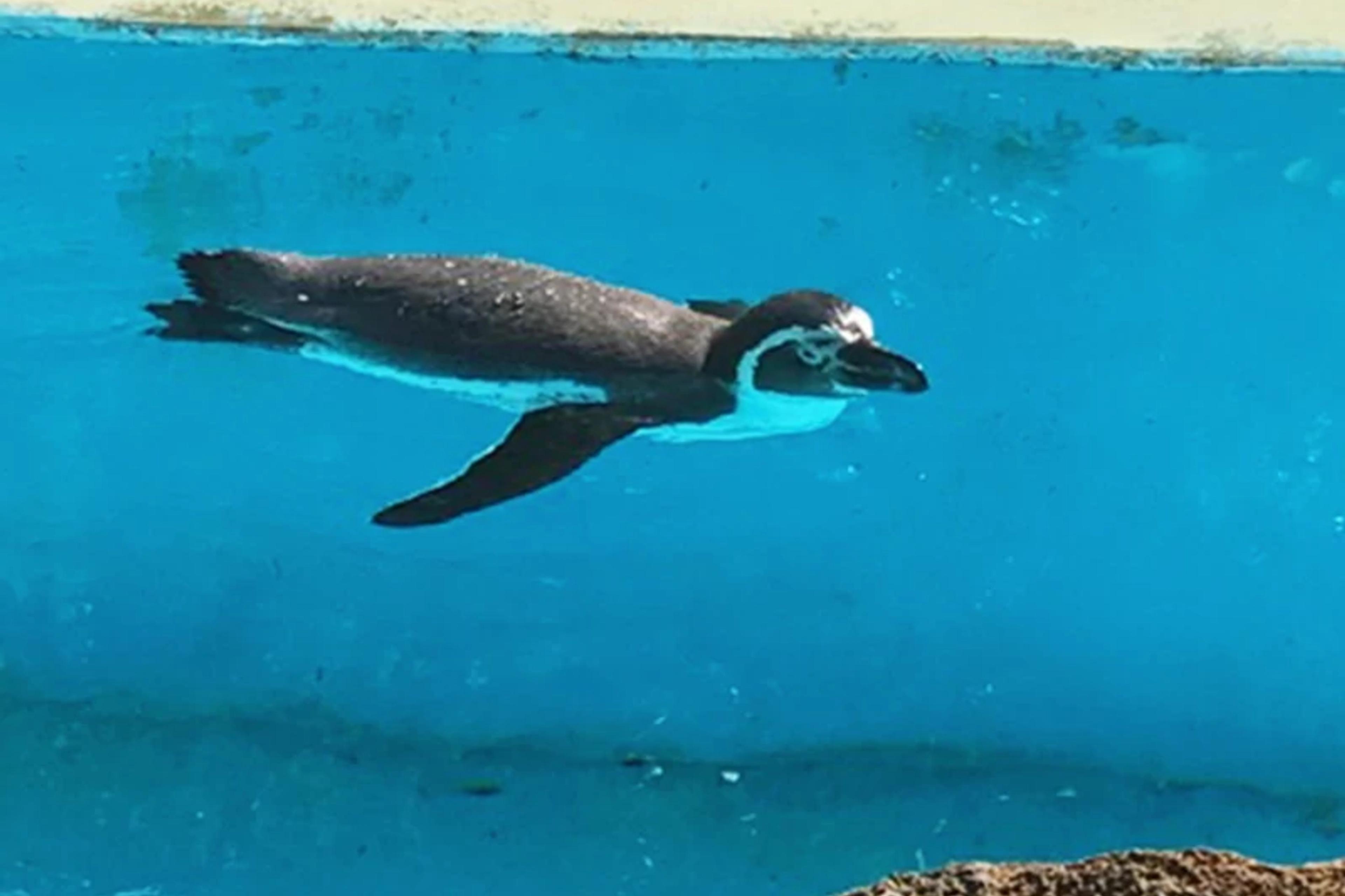 Penguins