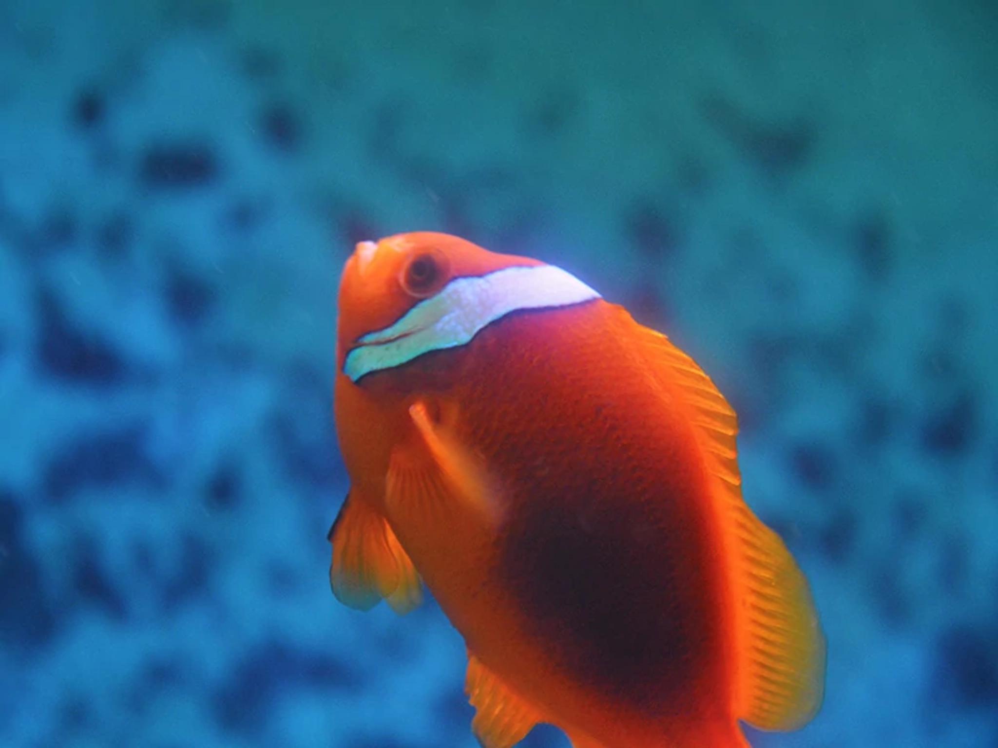 Rocky Shores Reef Fish Exhibit